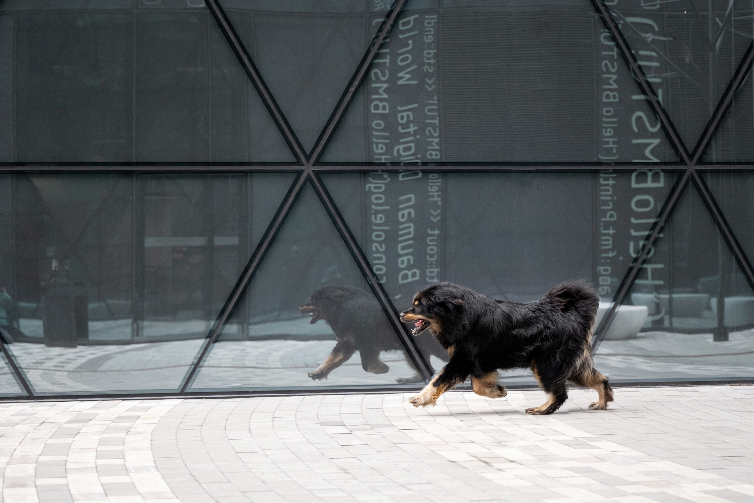 Тибеты в Москве 15 марта 2025. -