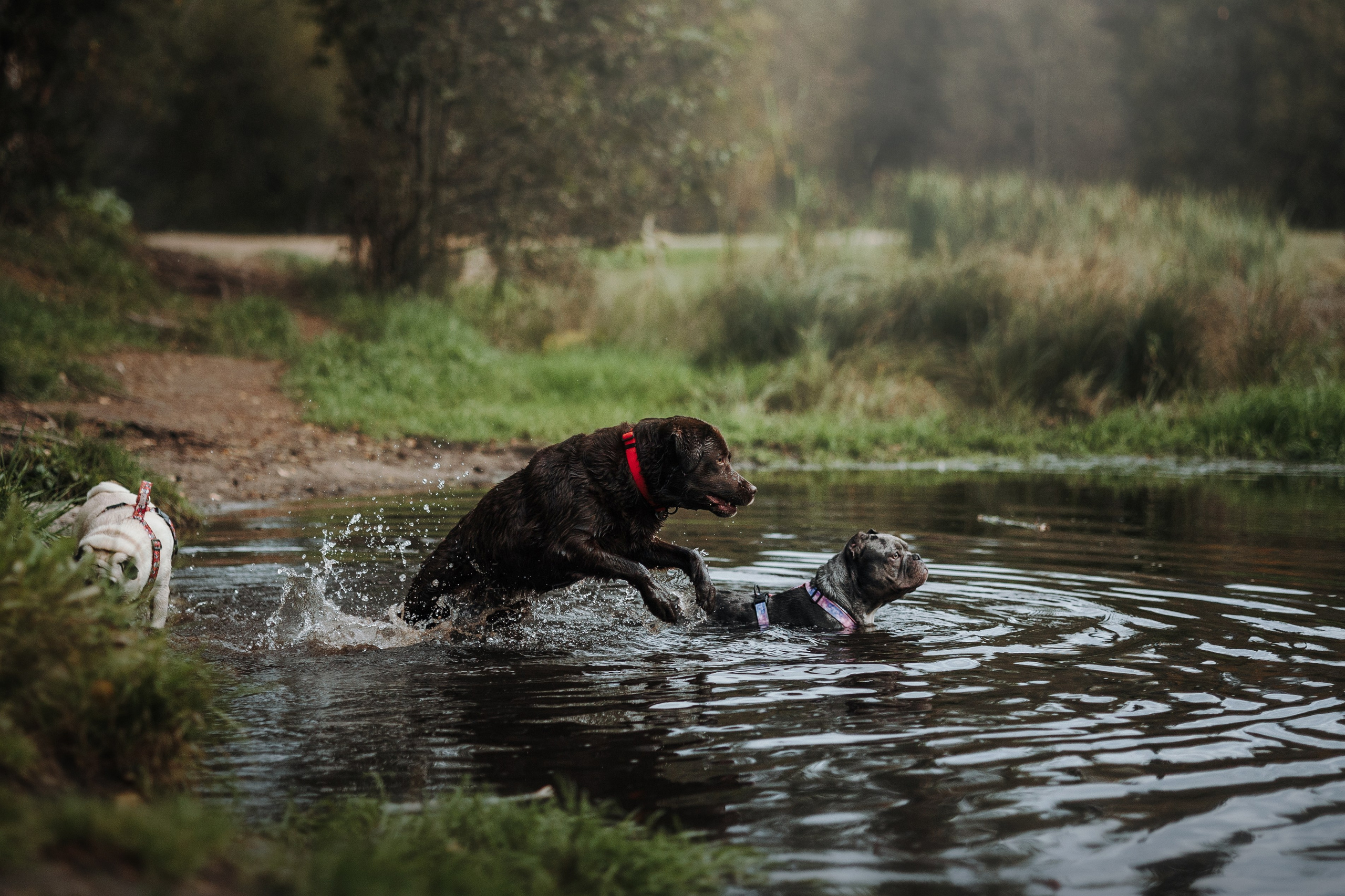 Девочки и их семья. Фотограф — Анималист | Санкт-Петербург