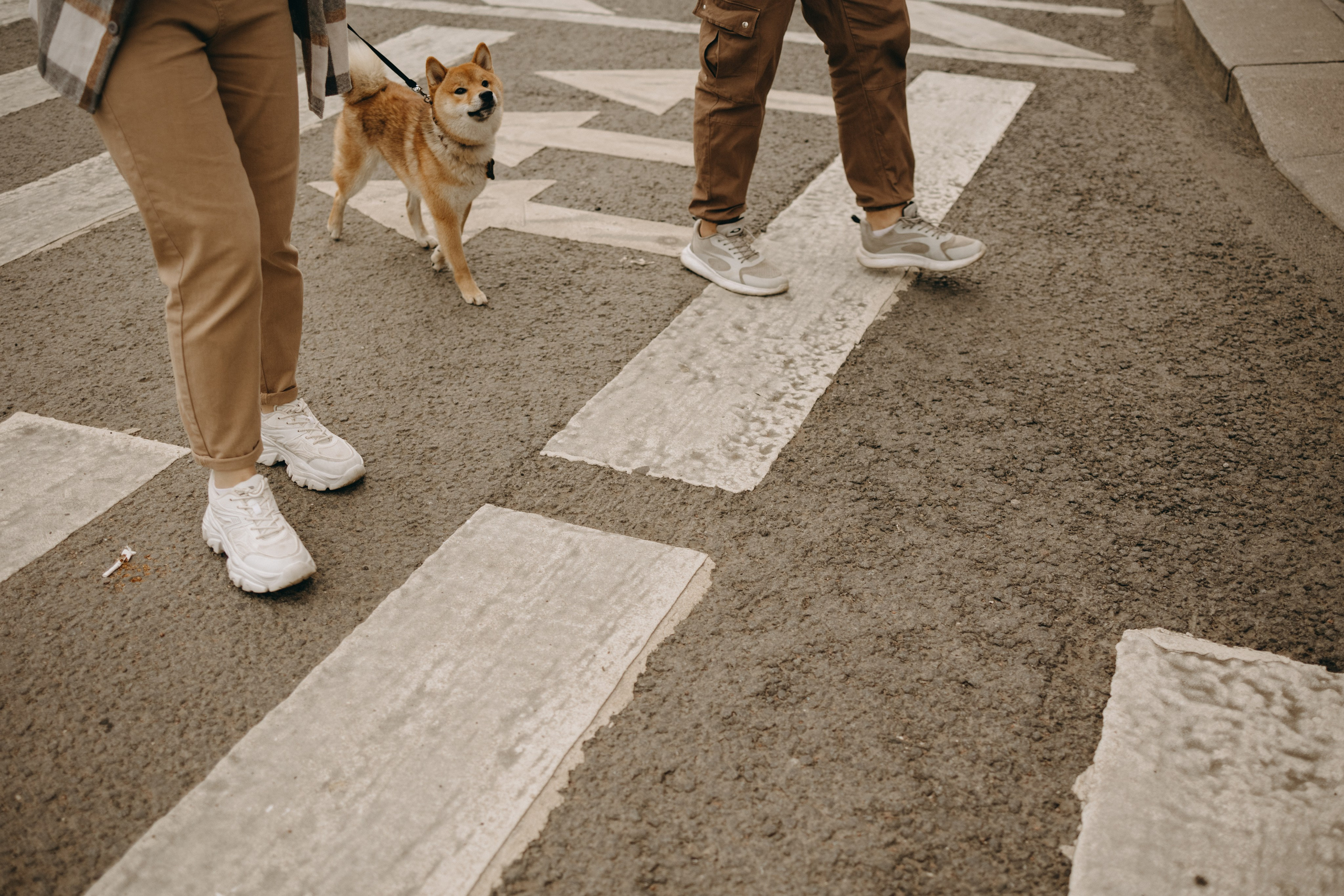 Сириус и его семья. Фотограф — Анималист | Санкт-Петербург