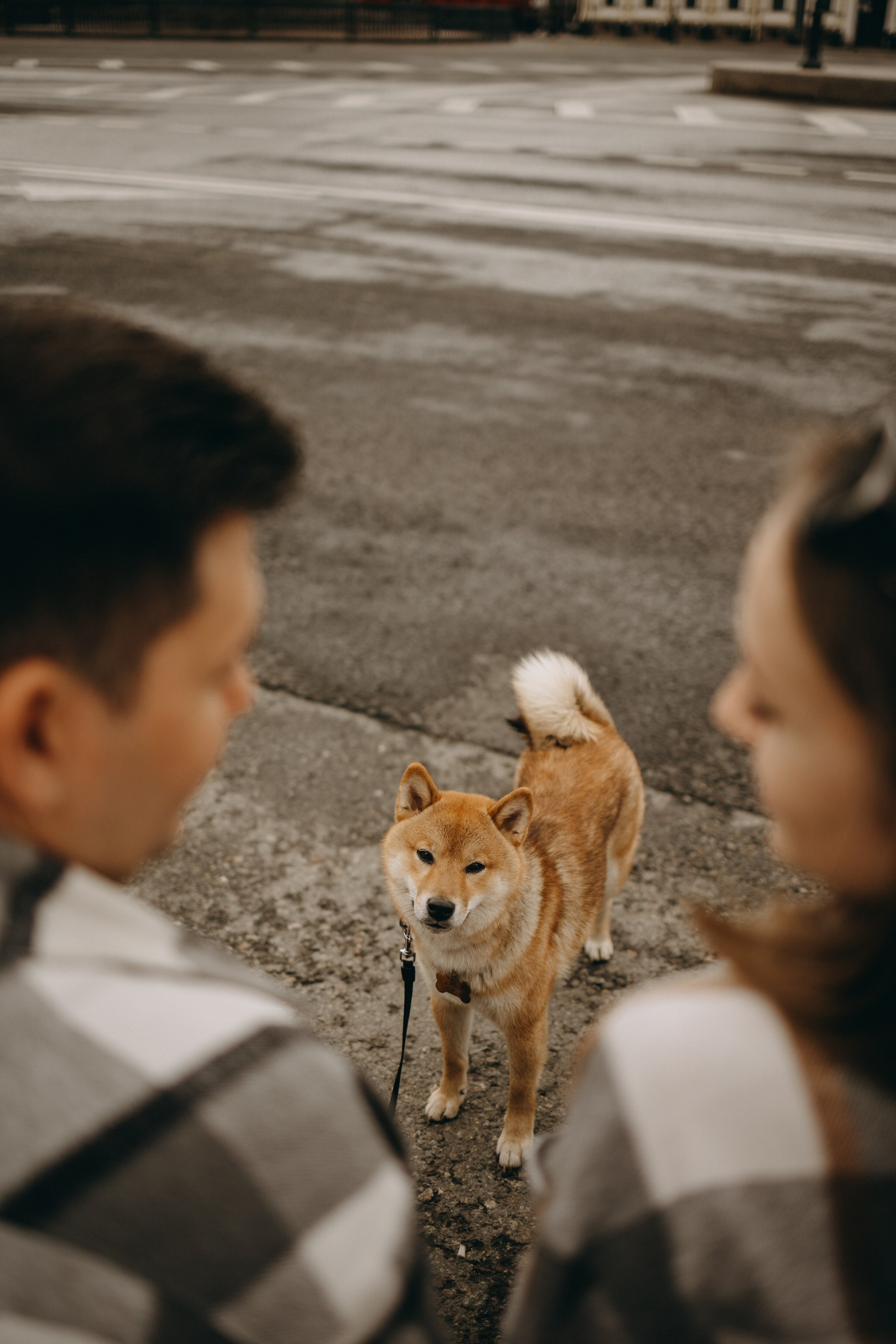 Сириус и его семья. Фотограф — Анималист | Санкт-Петербург