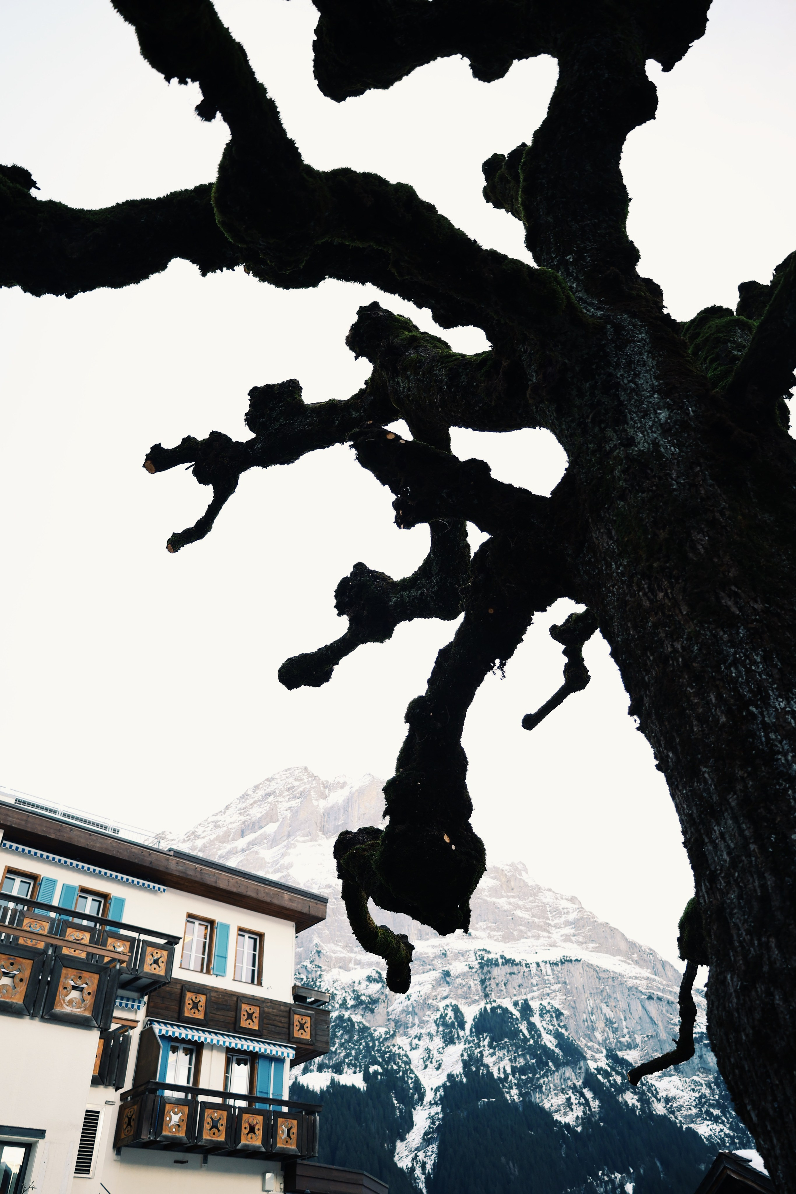 Grindelwald. Фотограф в Москве