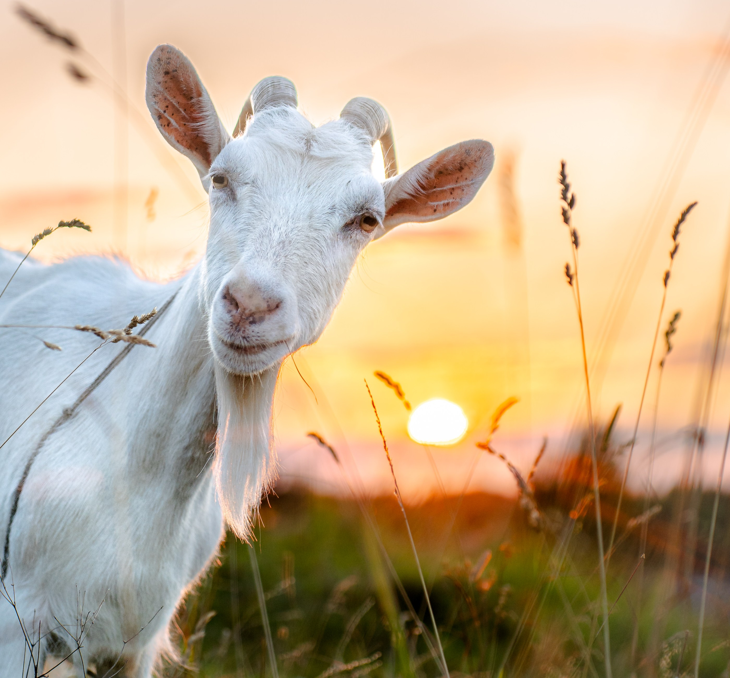 Animals. Arseny Sapelkin