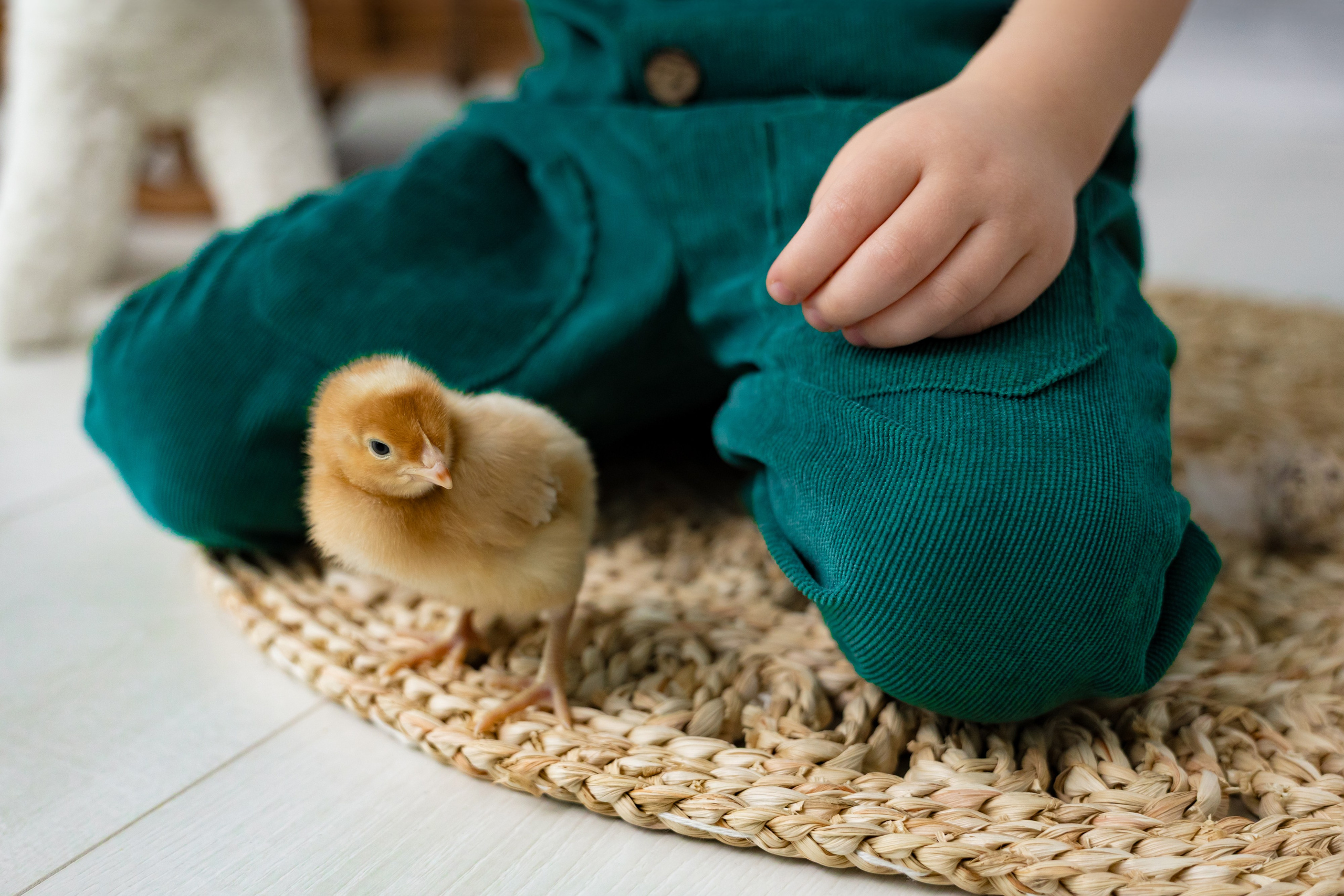 Фотосессия с цыплятами. Фотограф Белгород