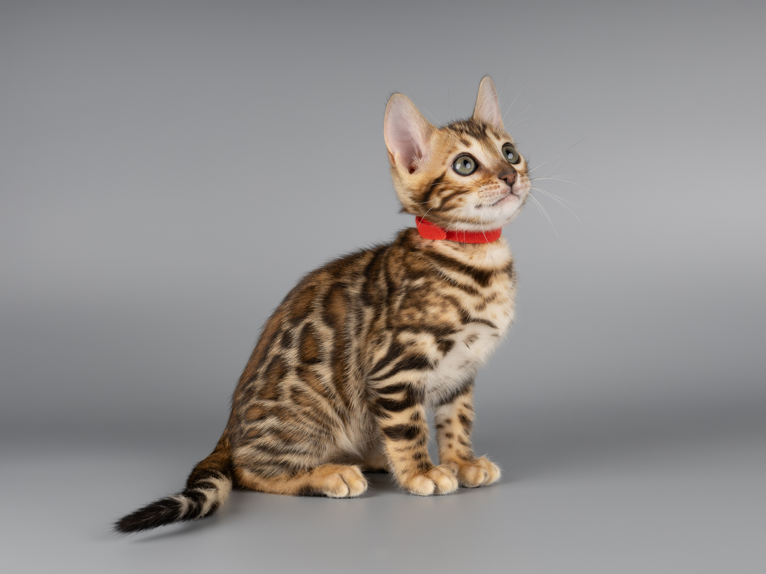 Бенгальские котята (студия). Фотограф-анималист в Москве, МО и Владимире