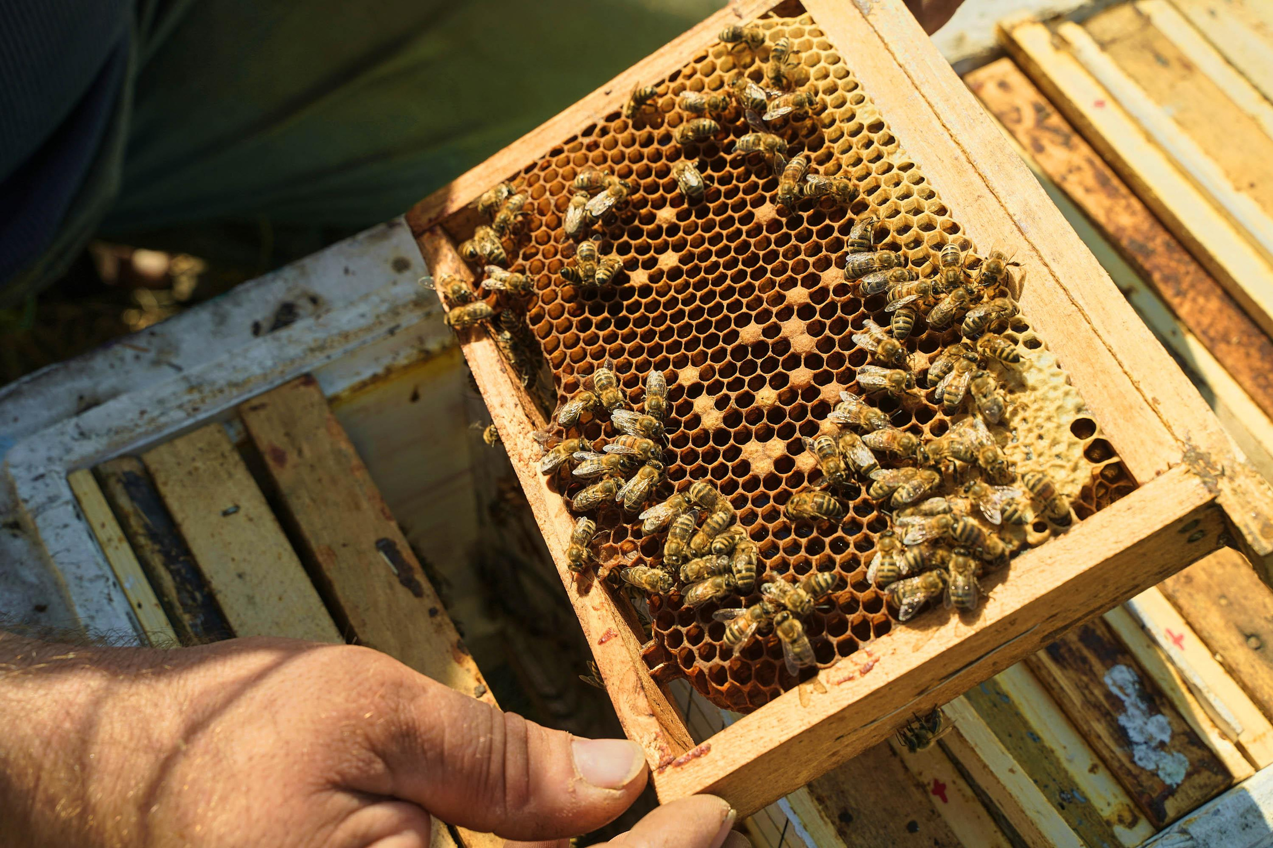 Башкирская пасека Митряшкина Владимира. Артем Ракаев — фотограф и видеомейкер из Санкт-Петербурга