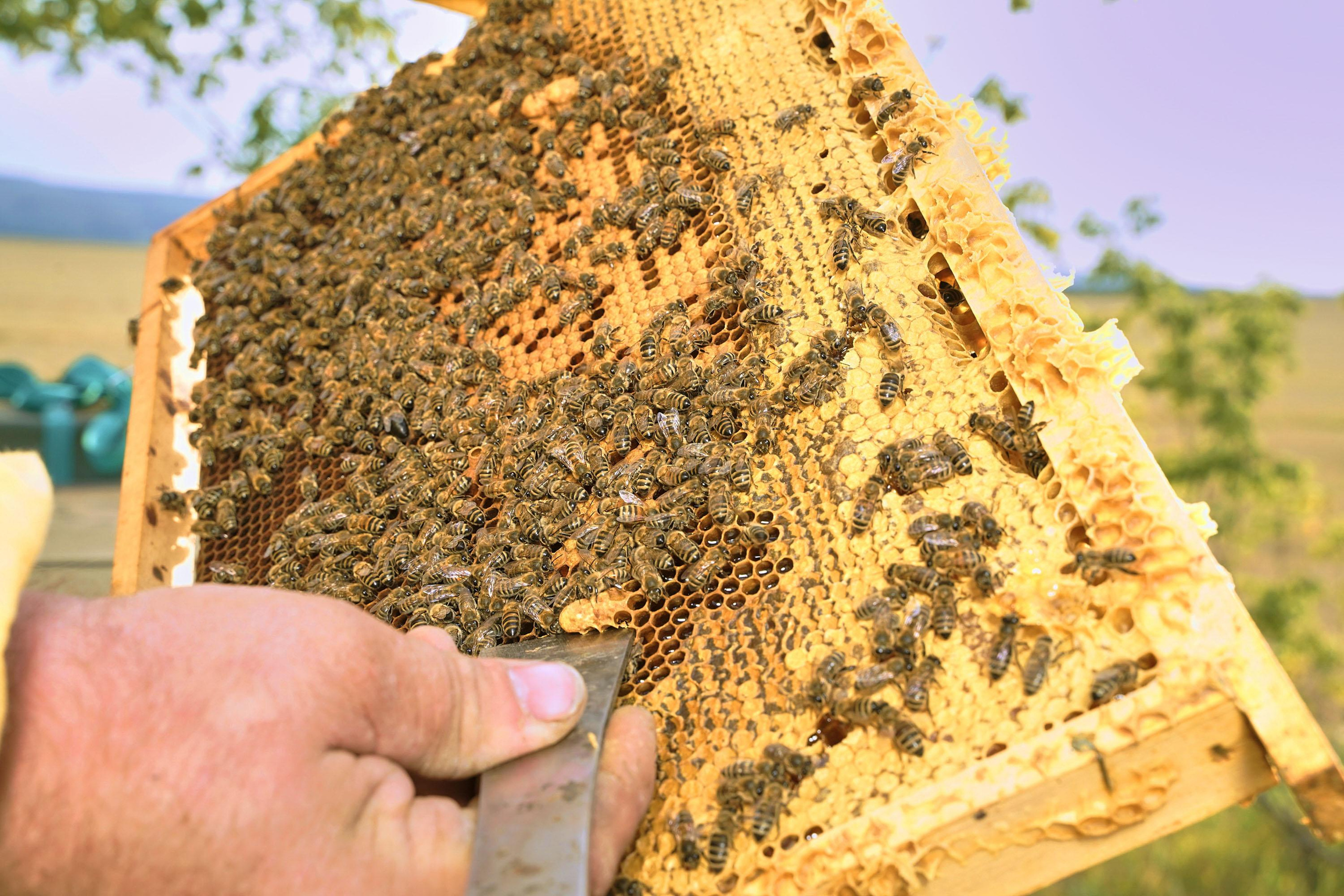 Башкирская пасека Митряшкина Владимира. Артем Ракаев — фотограф и видеомейкер из Санкт-Петербурга