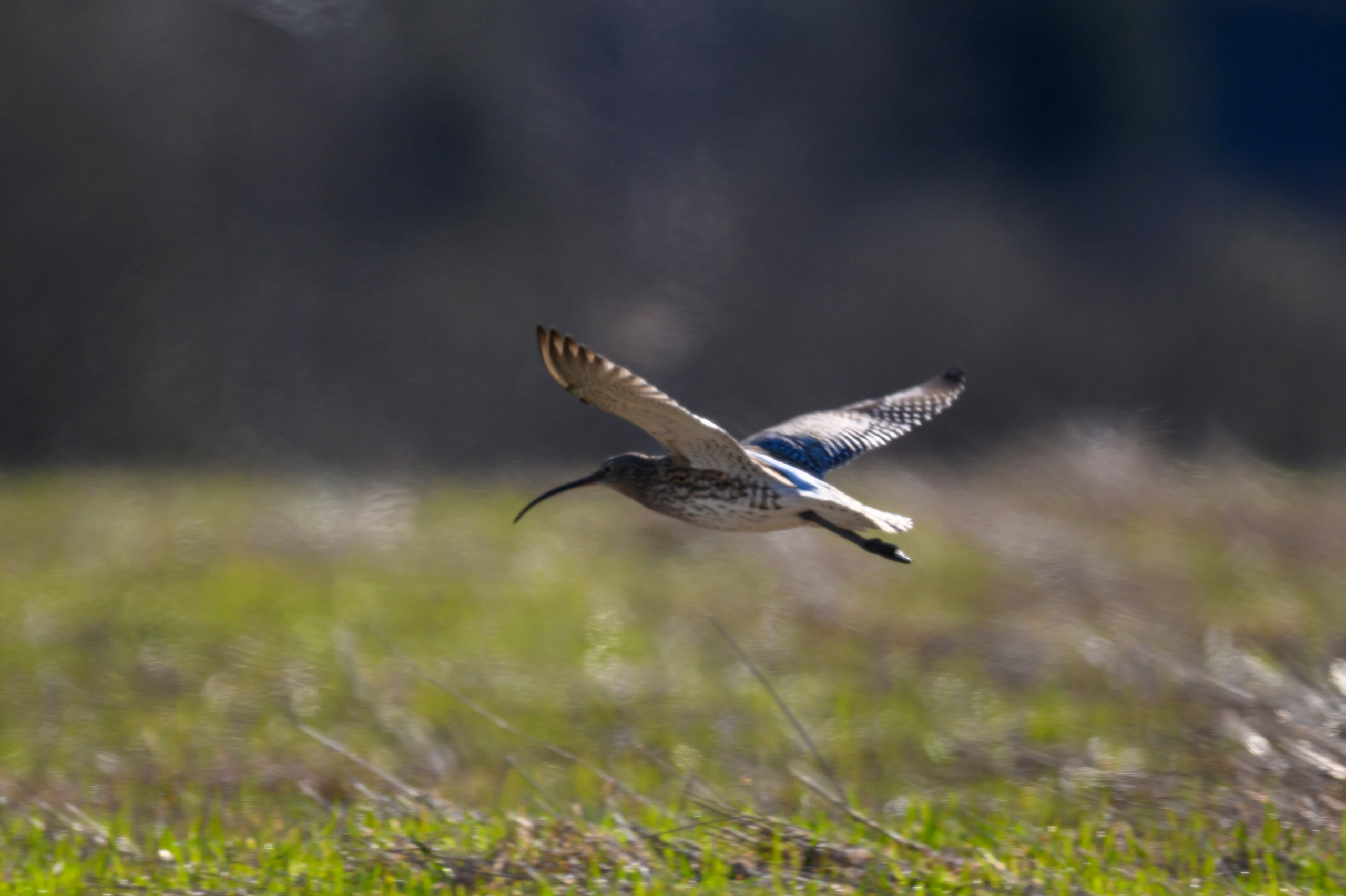 Большой кроншнеп и гуси. Фотограф Сергей Пупонин