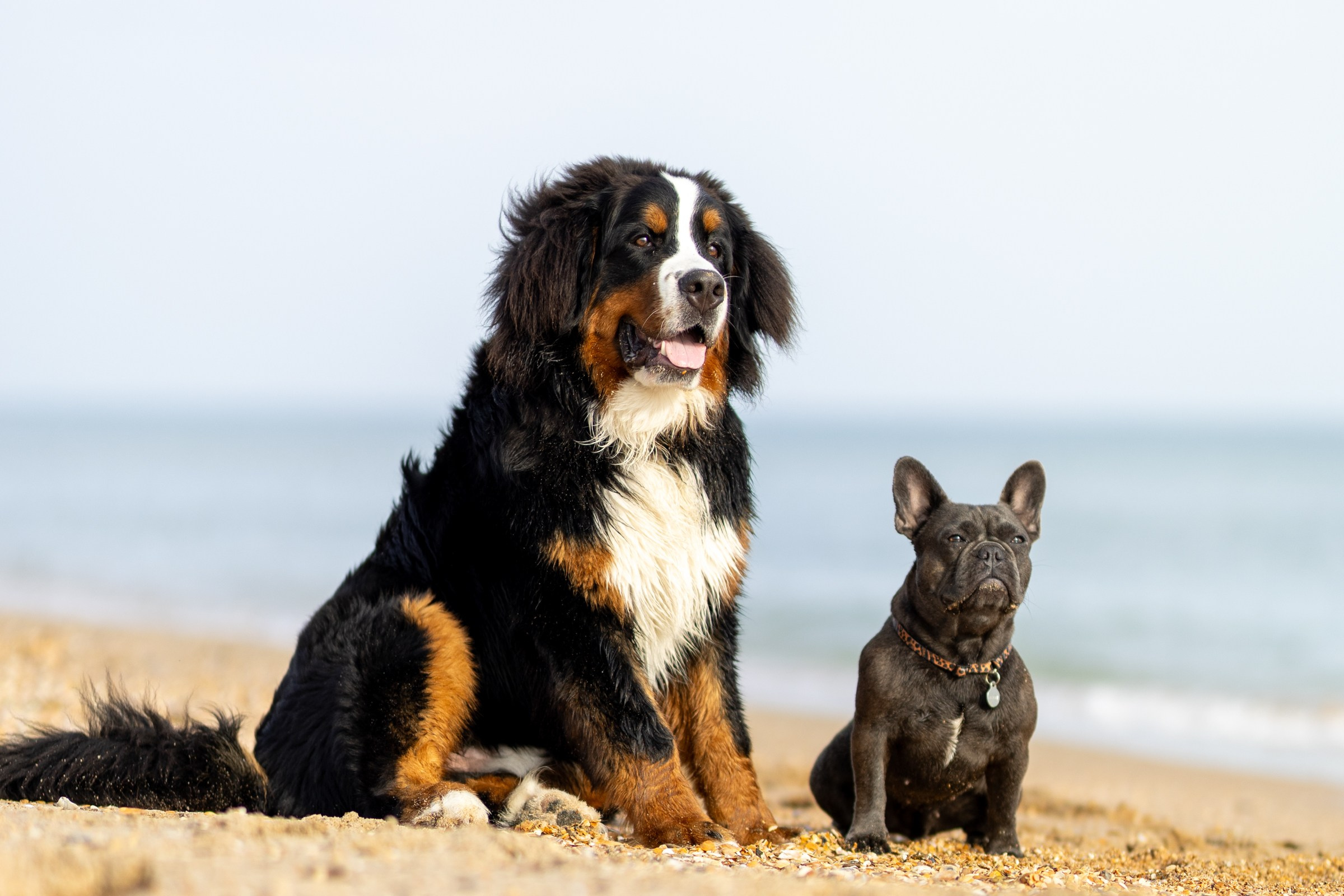 Морская прогулка. Фотограф-анималист в Москве Кириллова Татьяна