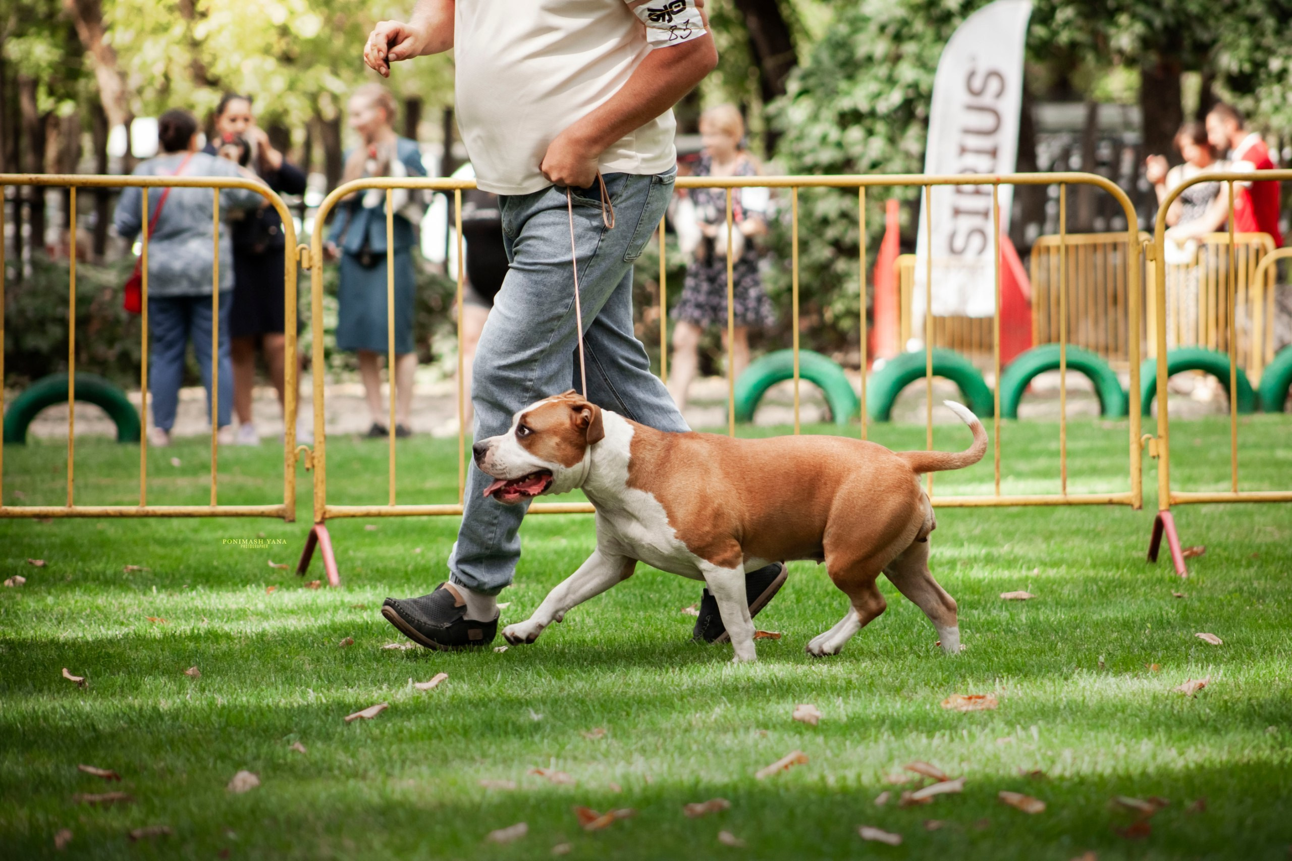 Выставки. Фотограф Анималист в Ростове-на-Дону Яна Понимаш