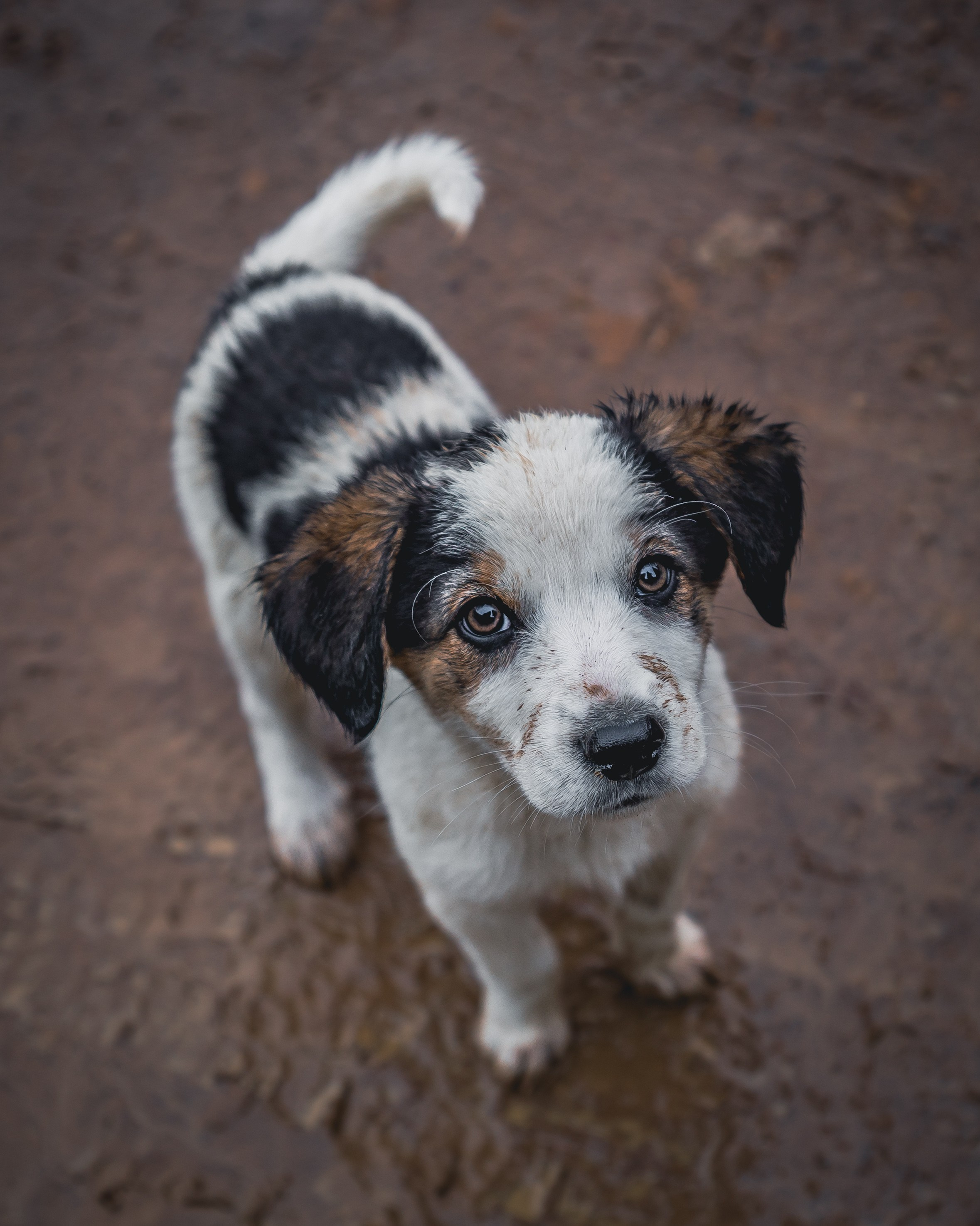 Животные. Репортажный фотограф в Краснодаре Рындин Дмитрий