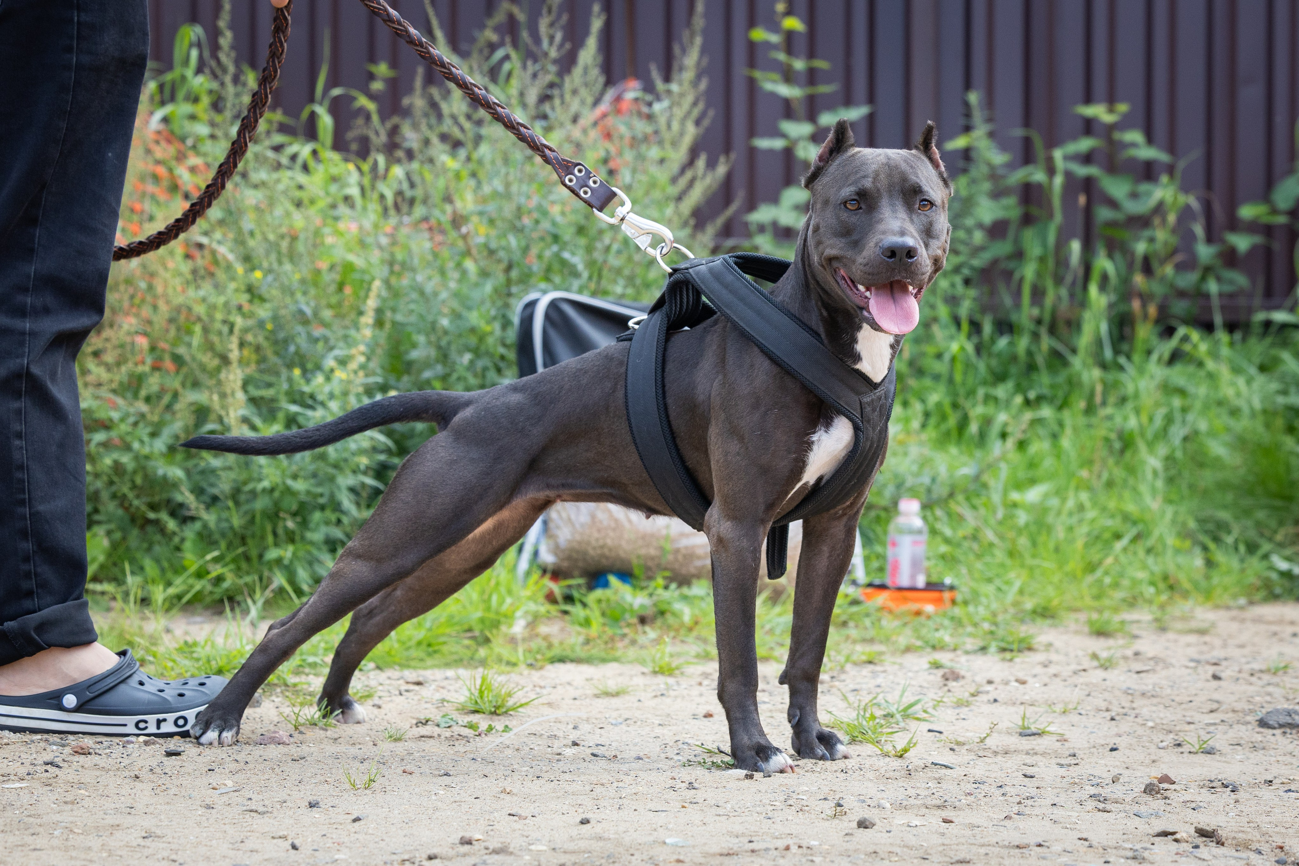 Jump'n'Gym. Виктория Михайловская. Фотограф-анималист. Москва
