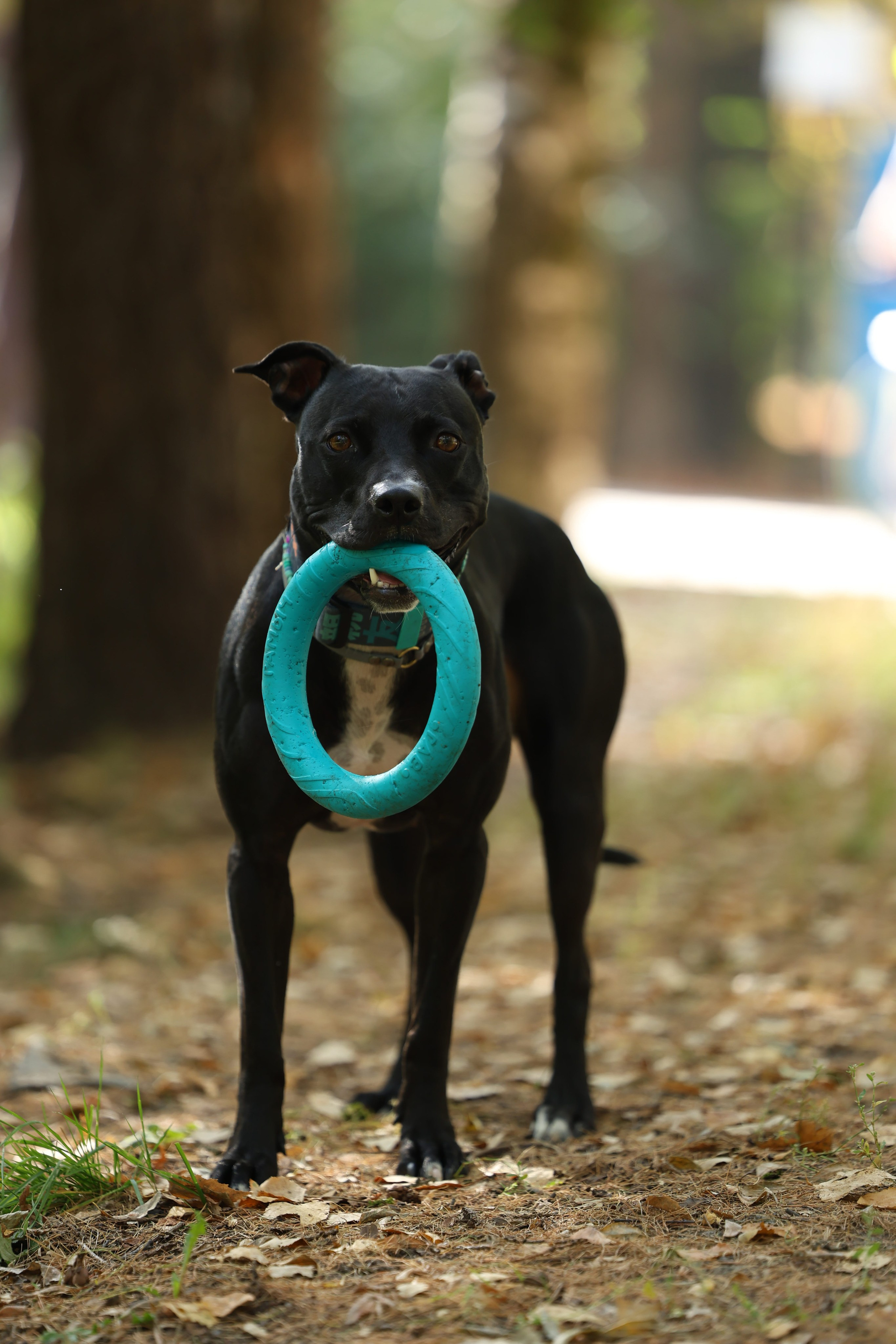 Алена и Бора. Виктория Михайловская. Фотограф-анималист. Москва