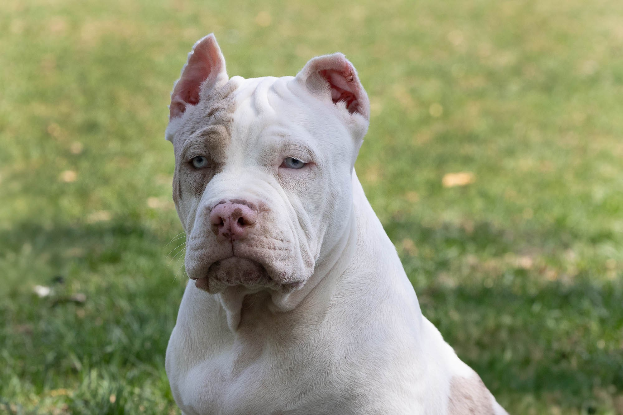 Щенки. Виктория Михайловская. Фотограф-анималист. Москва