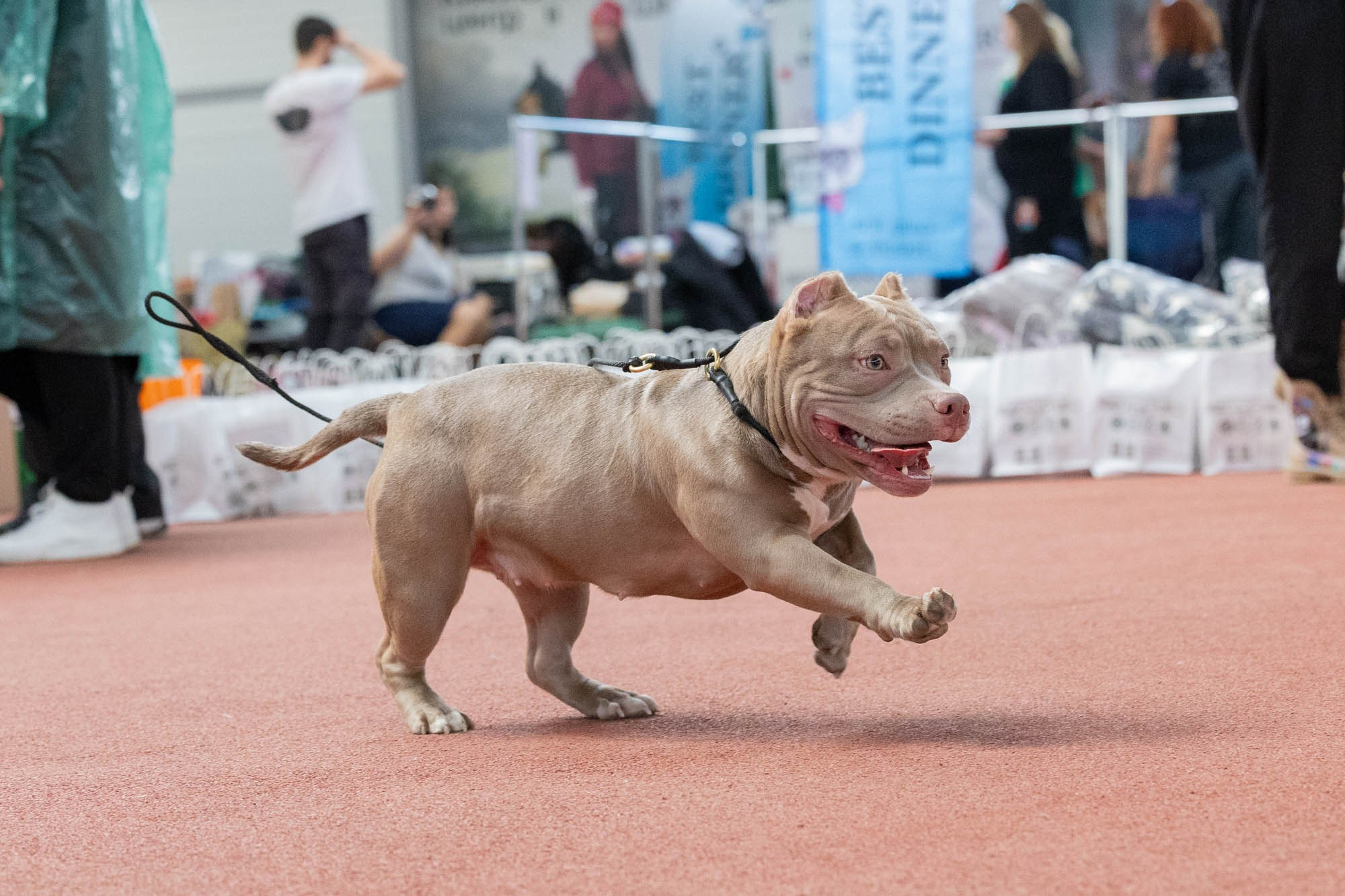 IDBC. Виктория Михайловская. Фотограф-анималист. Москва