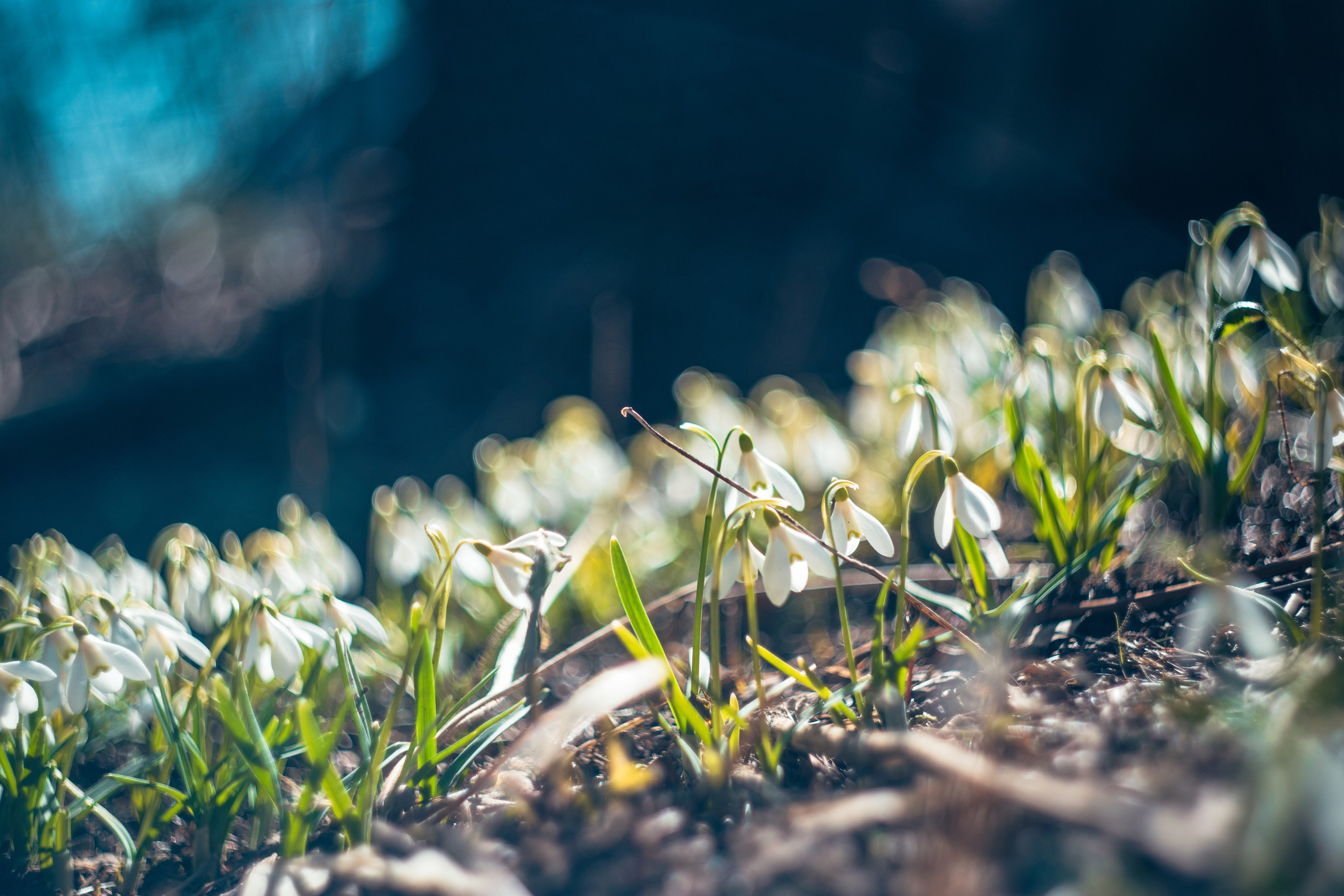 Подснежники. Dmitriy [KCCC] is a pretty cool photographer