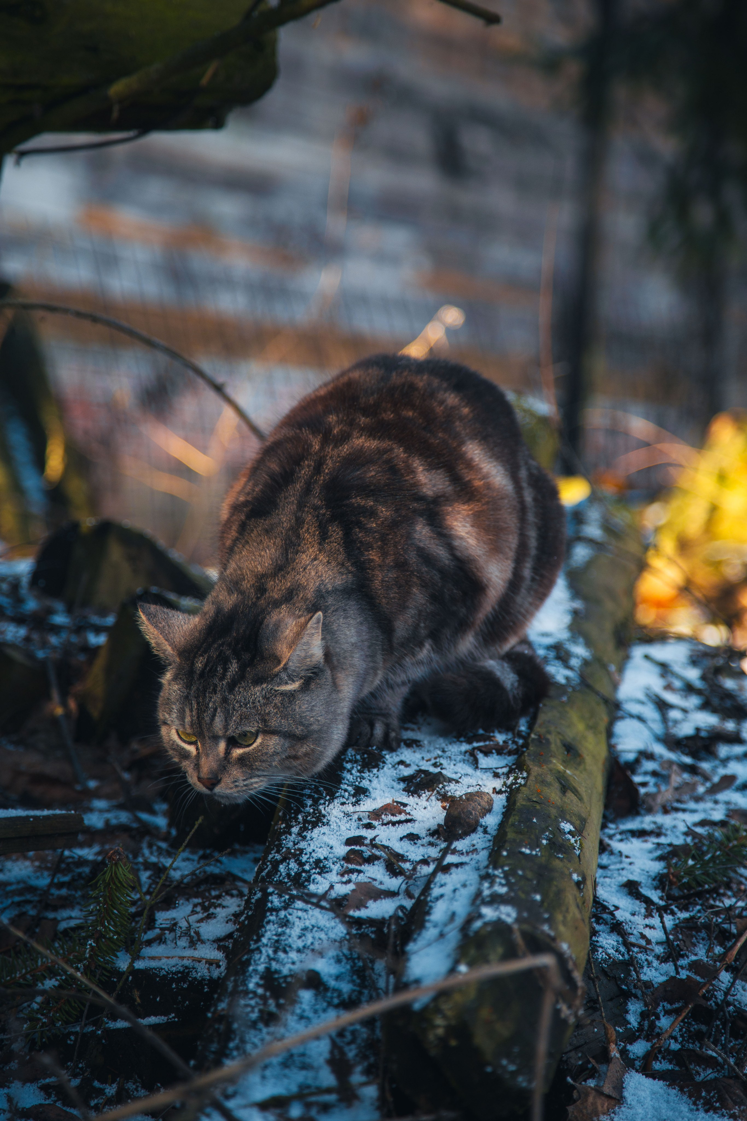 Кошка-охотница. Dmitriy [KCCC] is a pretty cool photographer