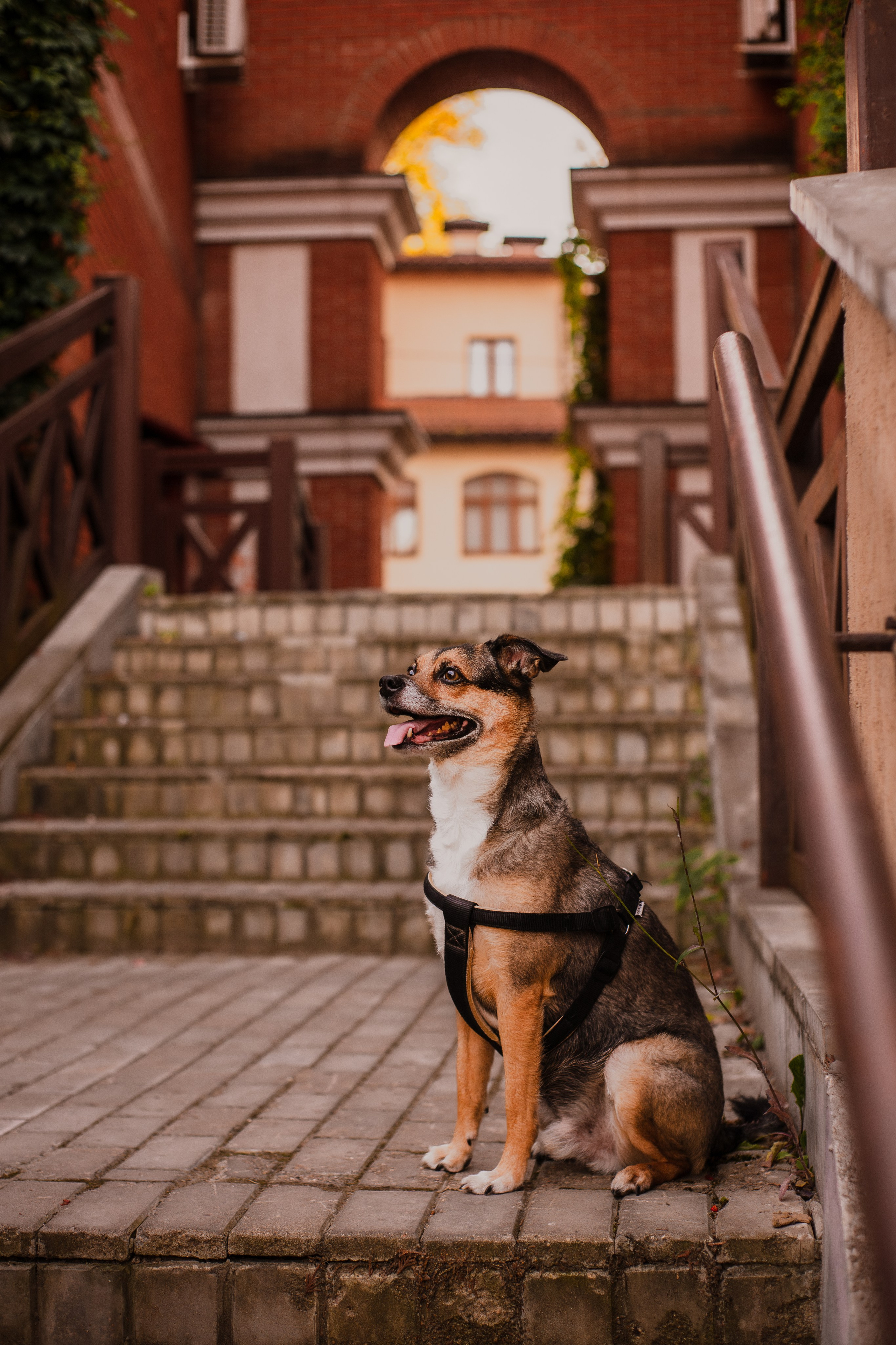 Виктория и Раф. Фотограф-анималист Мария Баркевич | Москва