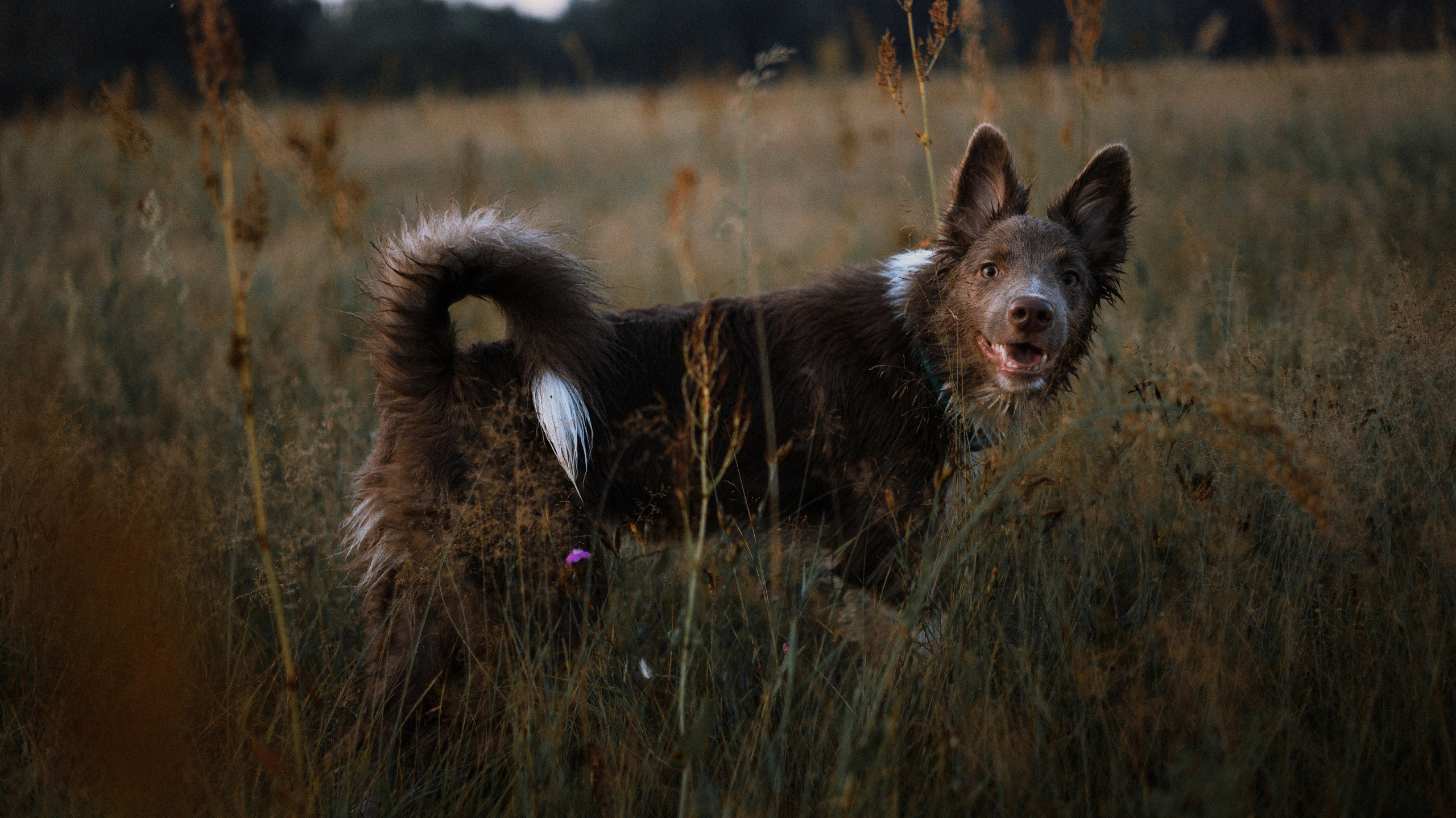 Полина и Паддингтон. Фотограф-анималист Богданова Полина