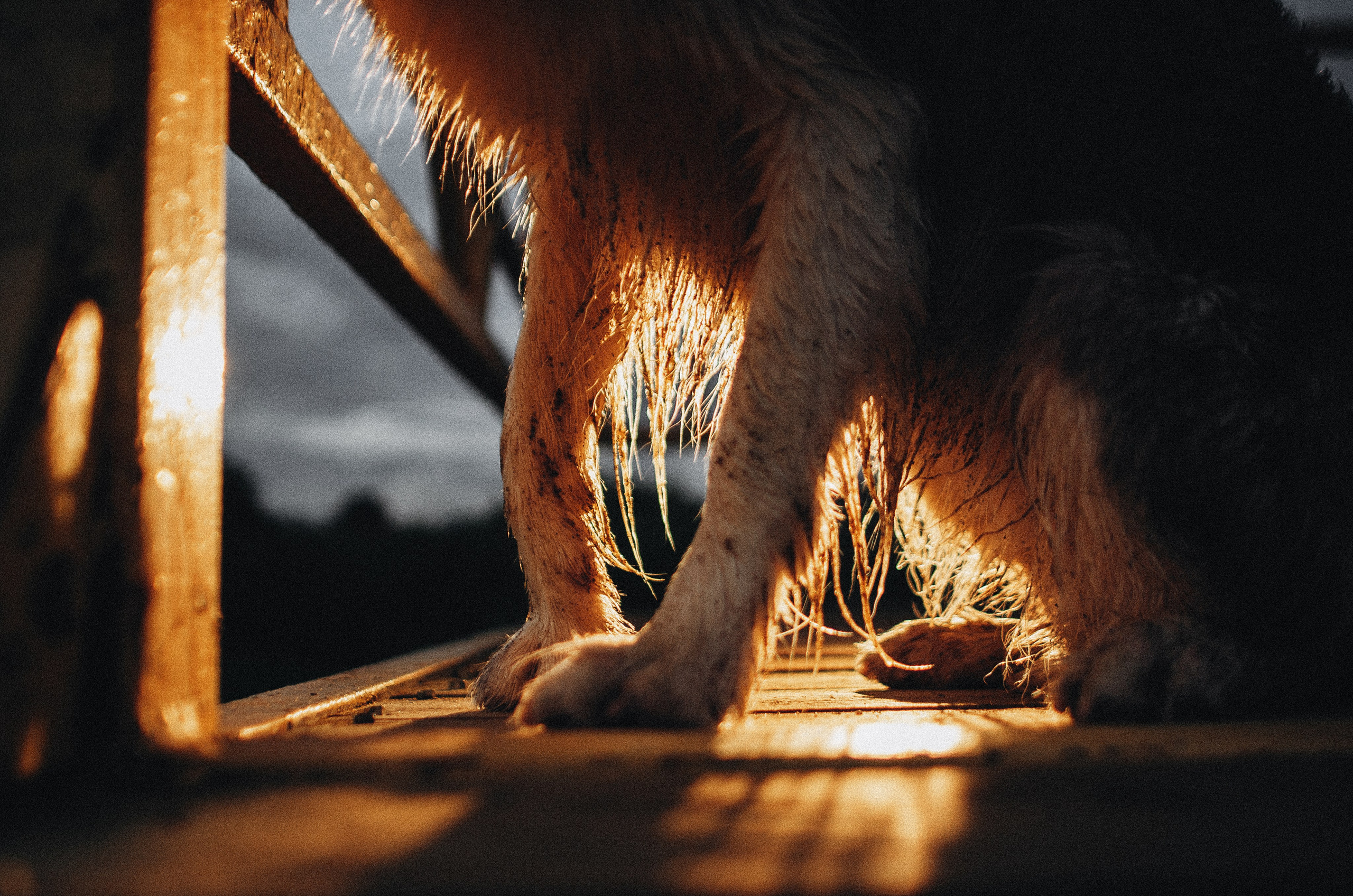 Алина и Бруна. Фотограф-анималист Богданова Полина