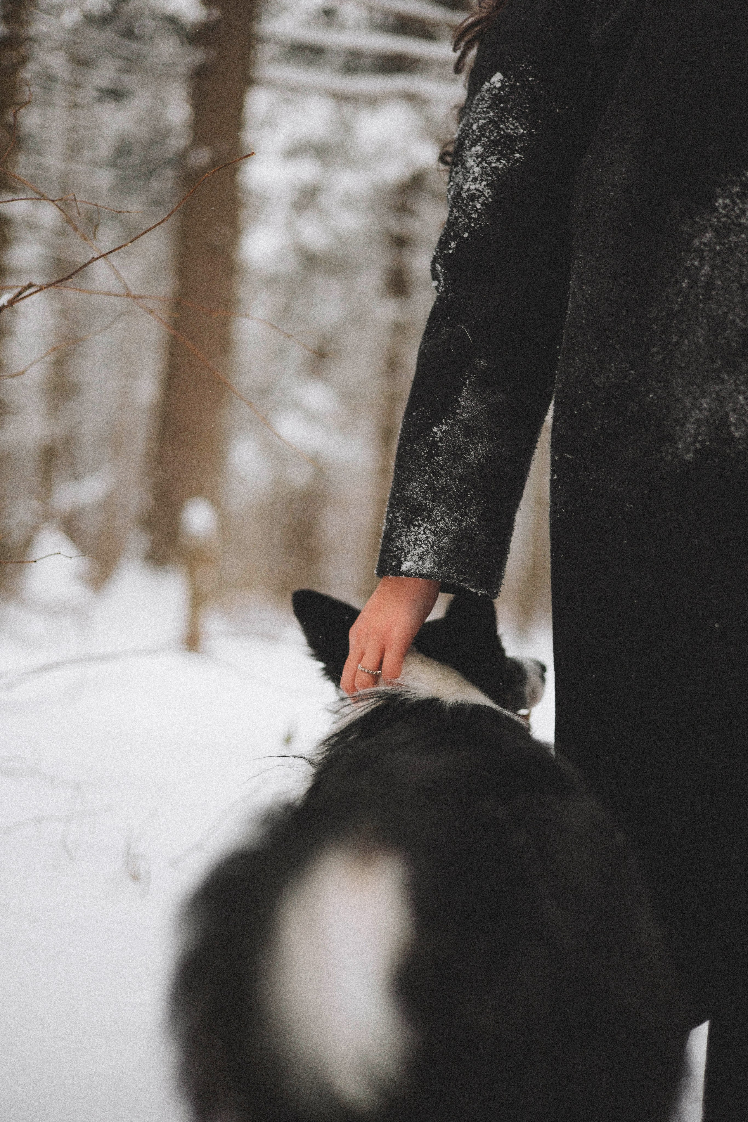 Алина и Найт. Фотограф-анималист Богданова Полина