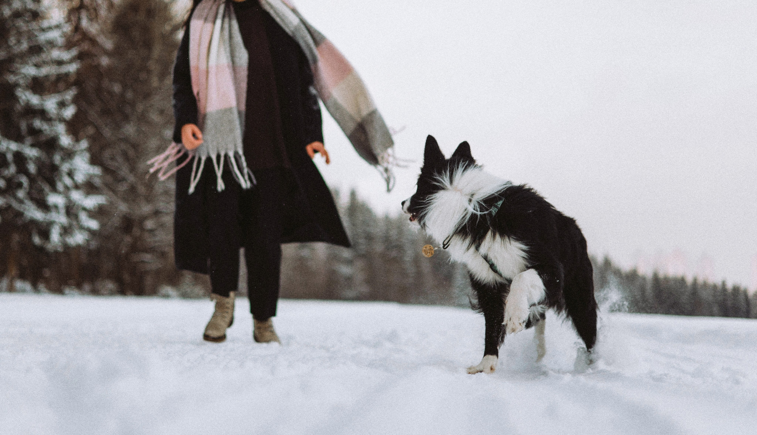 Алина и Найт. Фотограф-анималист Богданова Полина