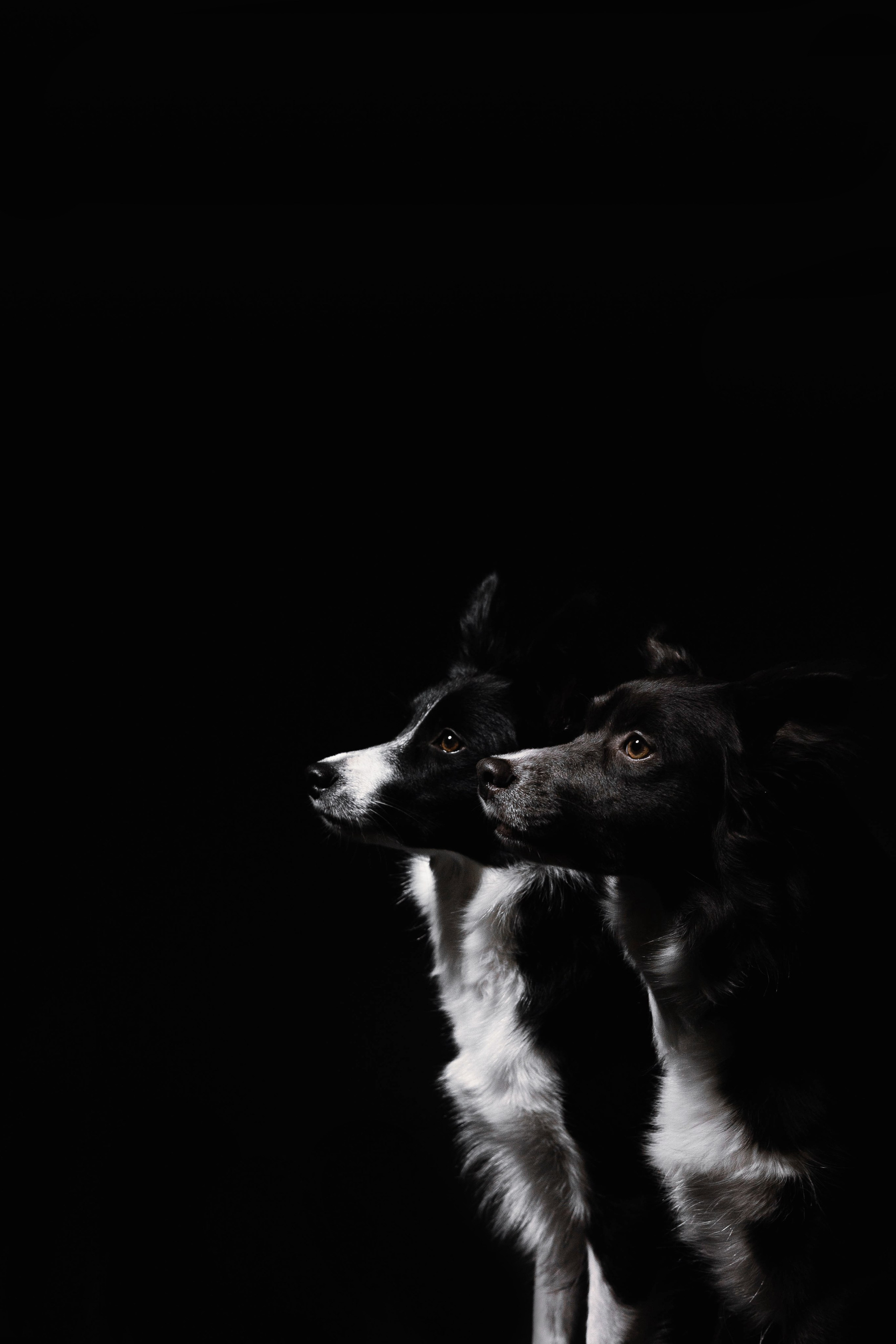 Даша, Дже и Рива. Фотограф-анималист Богданова Полина