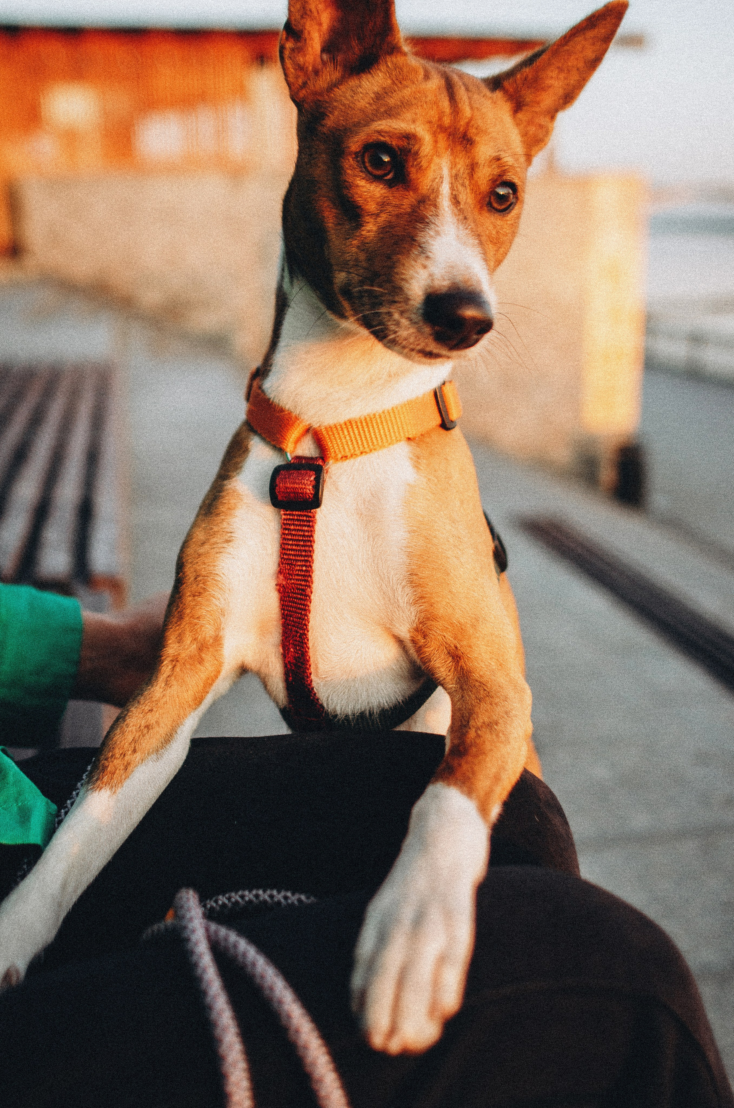 Снежана и Мэнни. Фотограф-анималист Богданова Полина