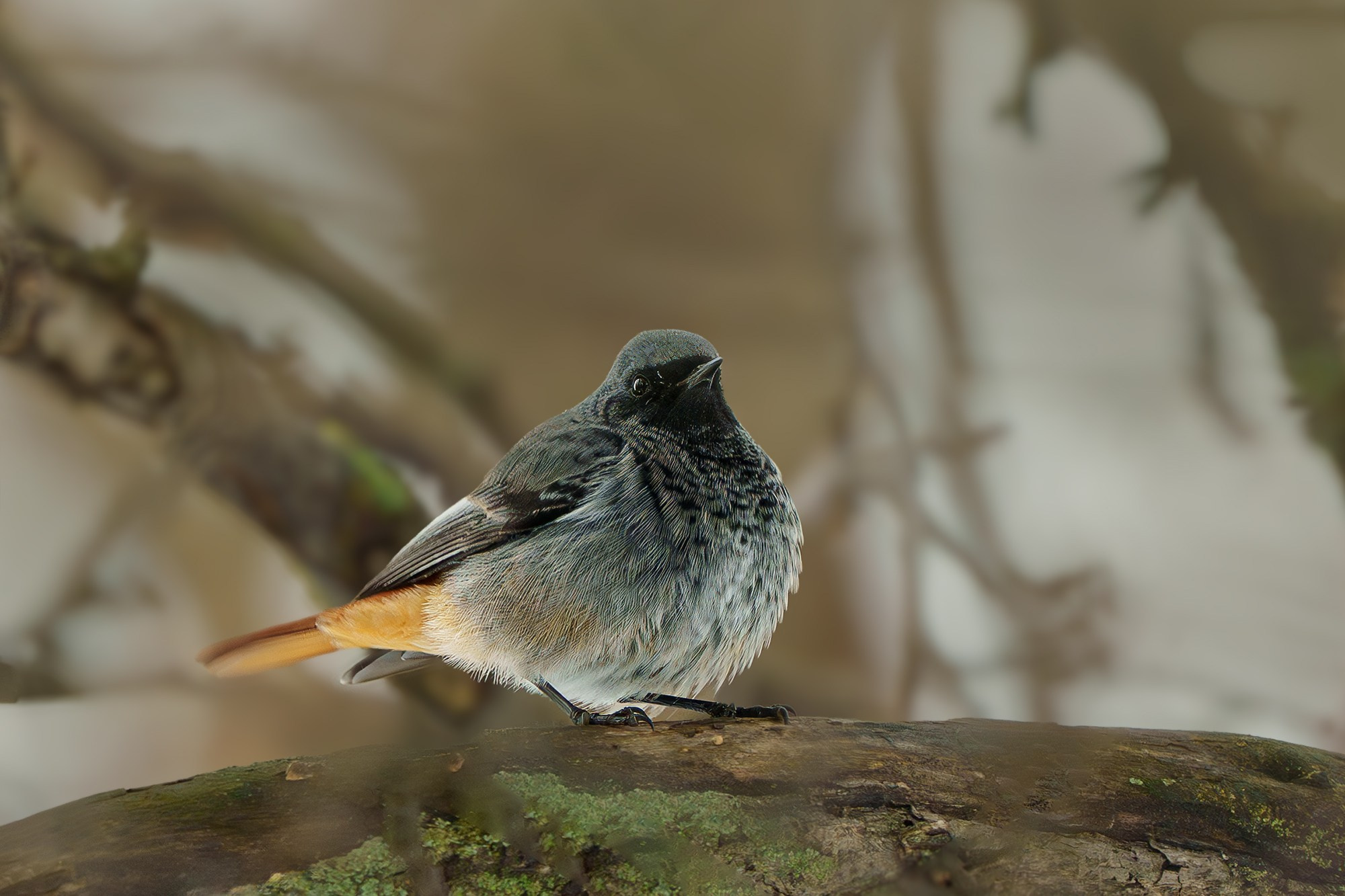 Удивительные мир птиц. Вокруг нас столько прекрасного — присмотритесь!. Ваш личный фотограф Марина Волкова