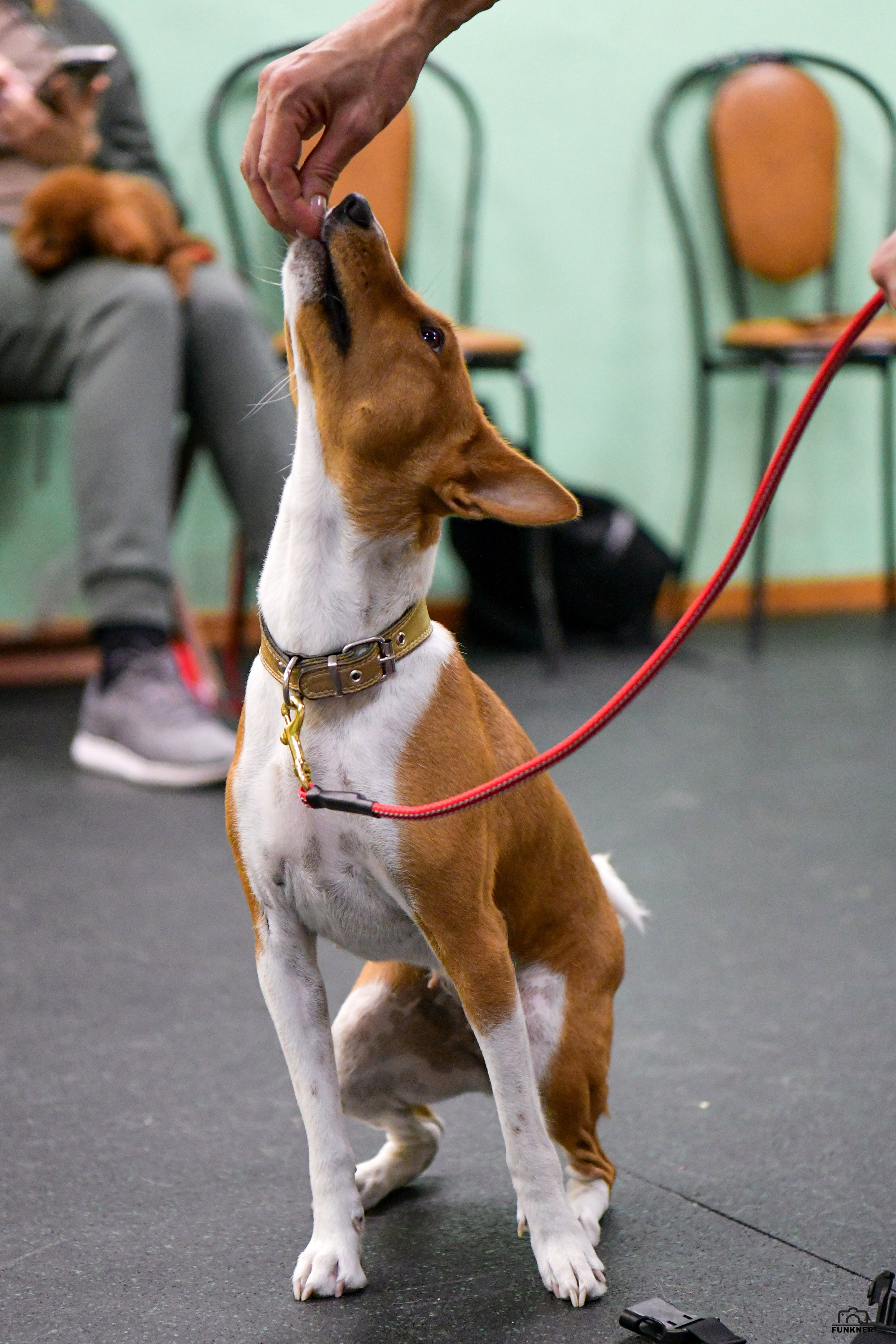 Кинологический клуб «Бодрый хвост». Свой взгляд через объектив