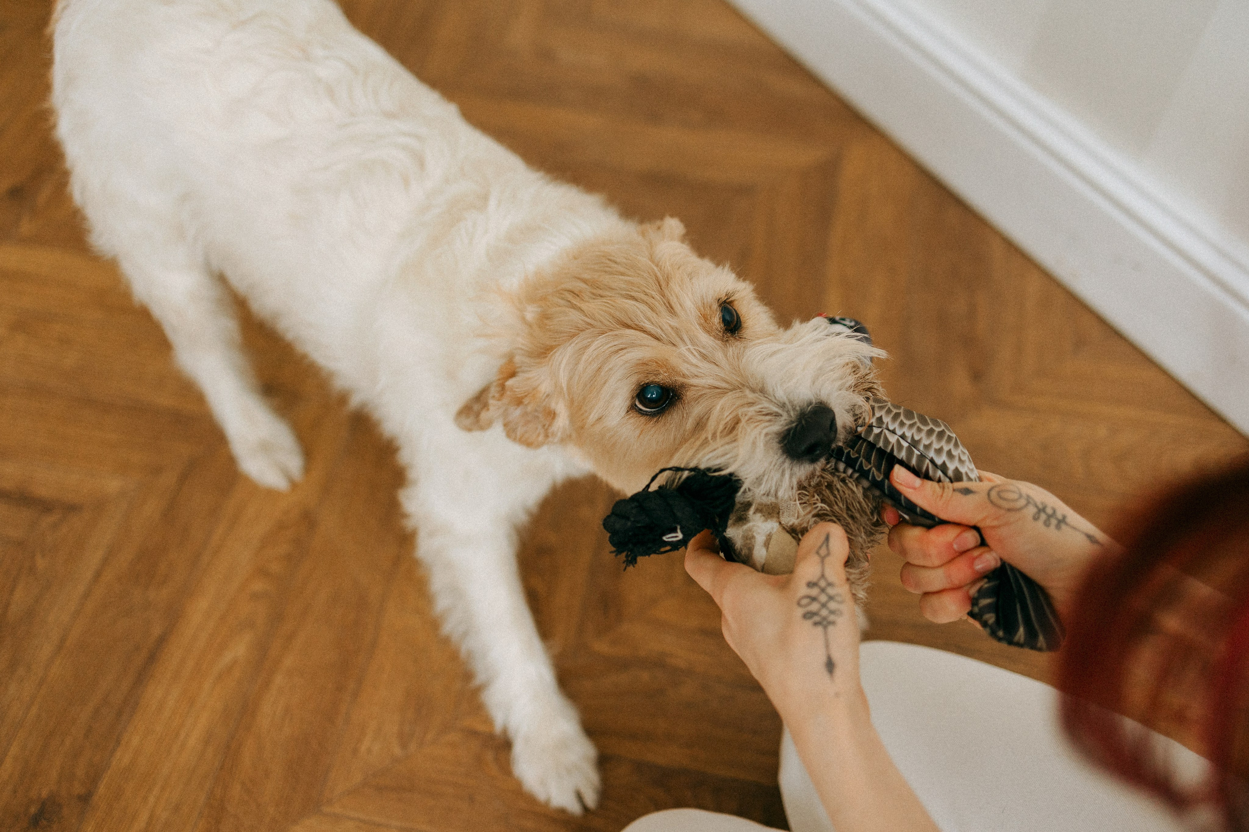 Цунами, Теон и Женя. Фотограф анималист Анастасия Пикей