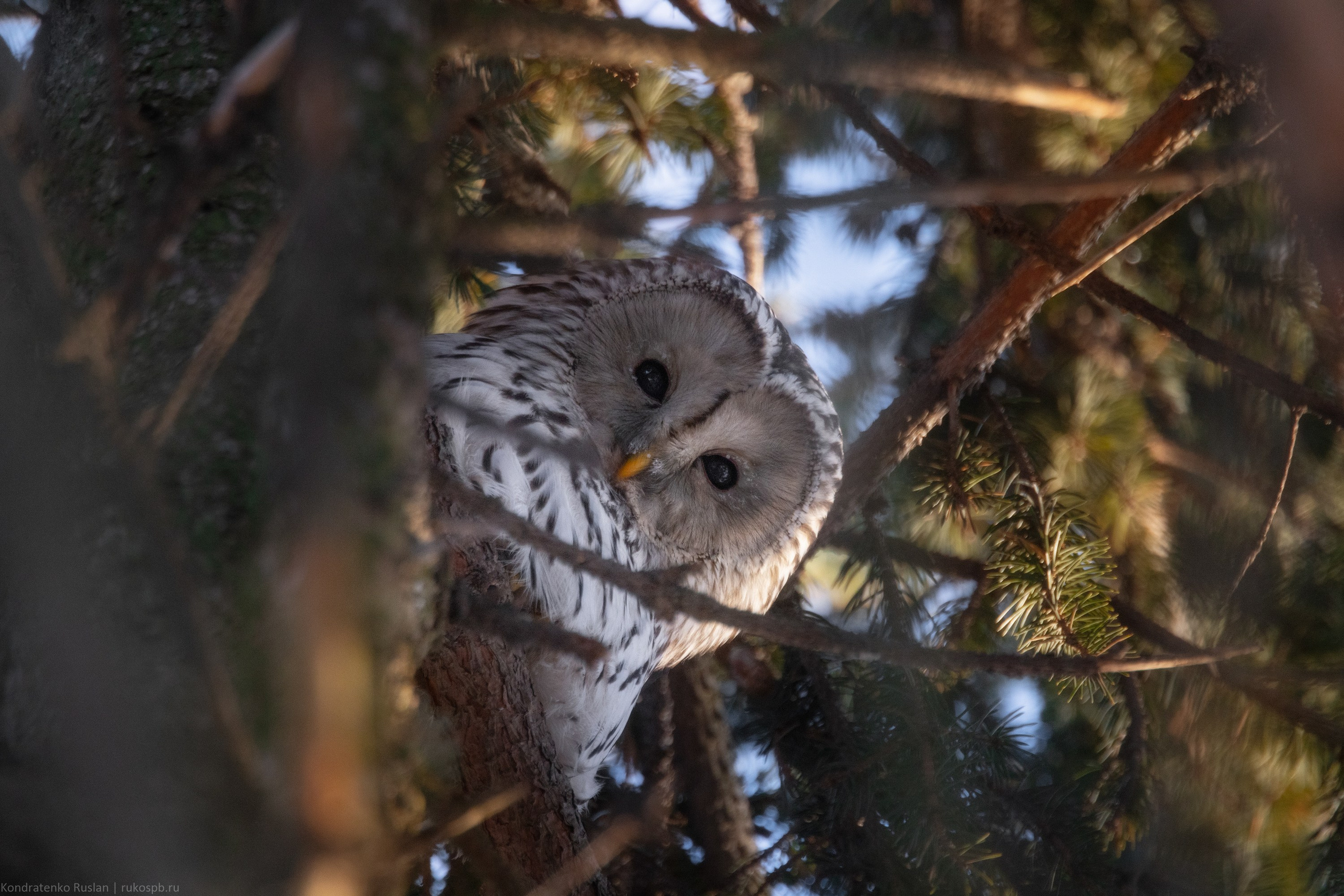 Длиннохвостая неясыть. Архитектурный и пейзажный фотограф Кондратенко Руслан, Санкт-Петербург