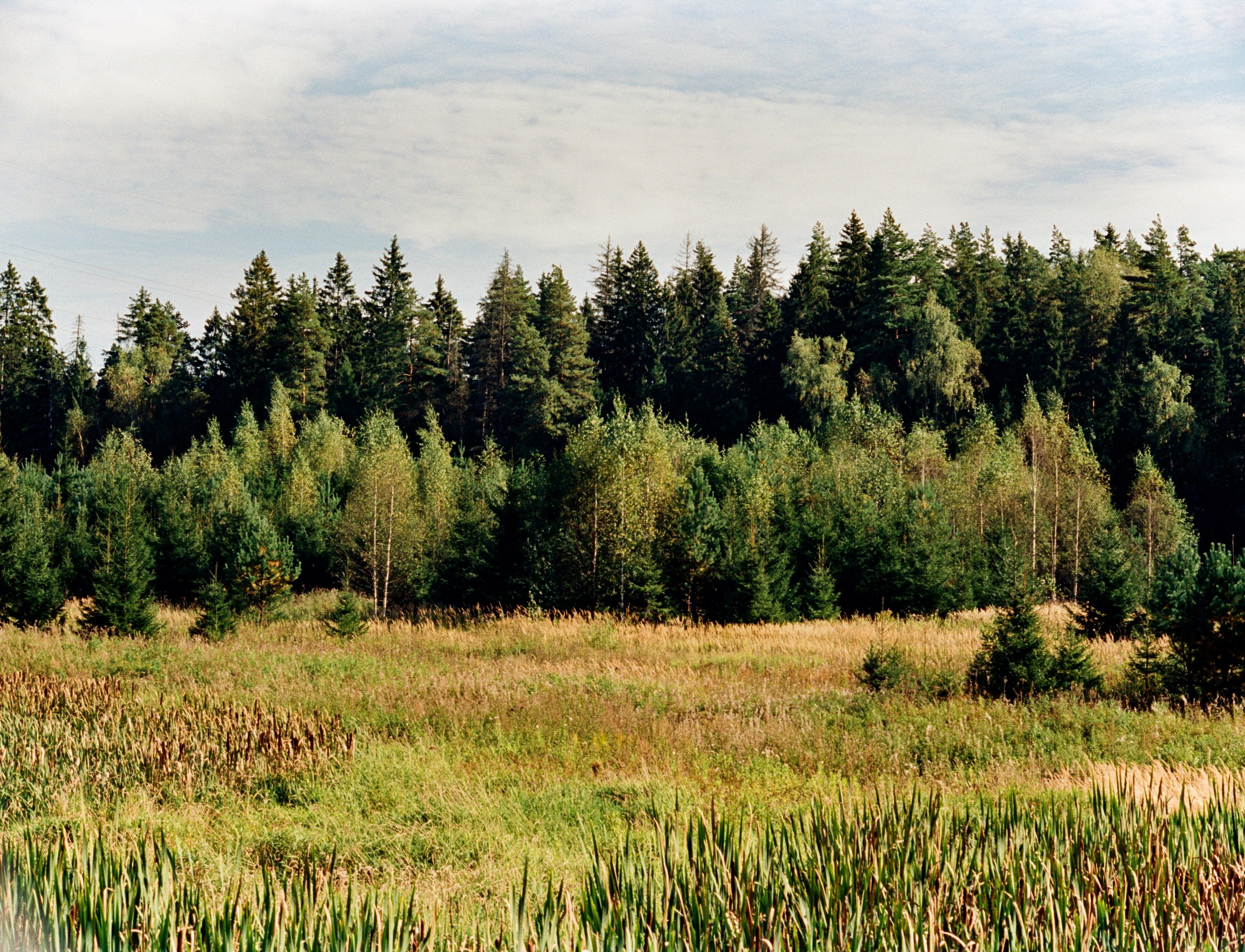 Nikon F100 примеры фотографий