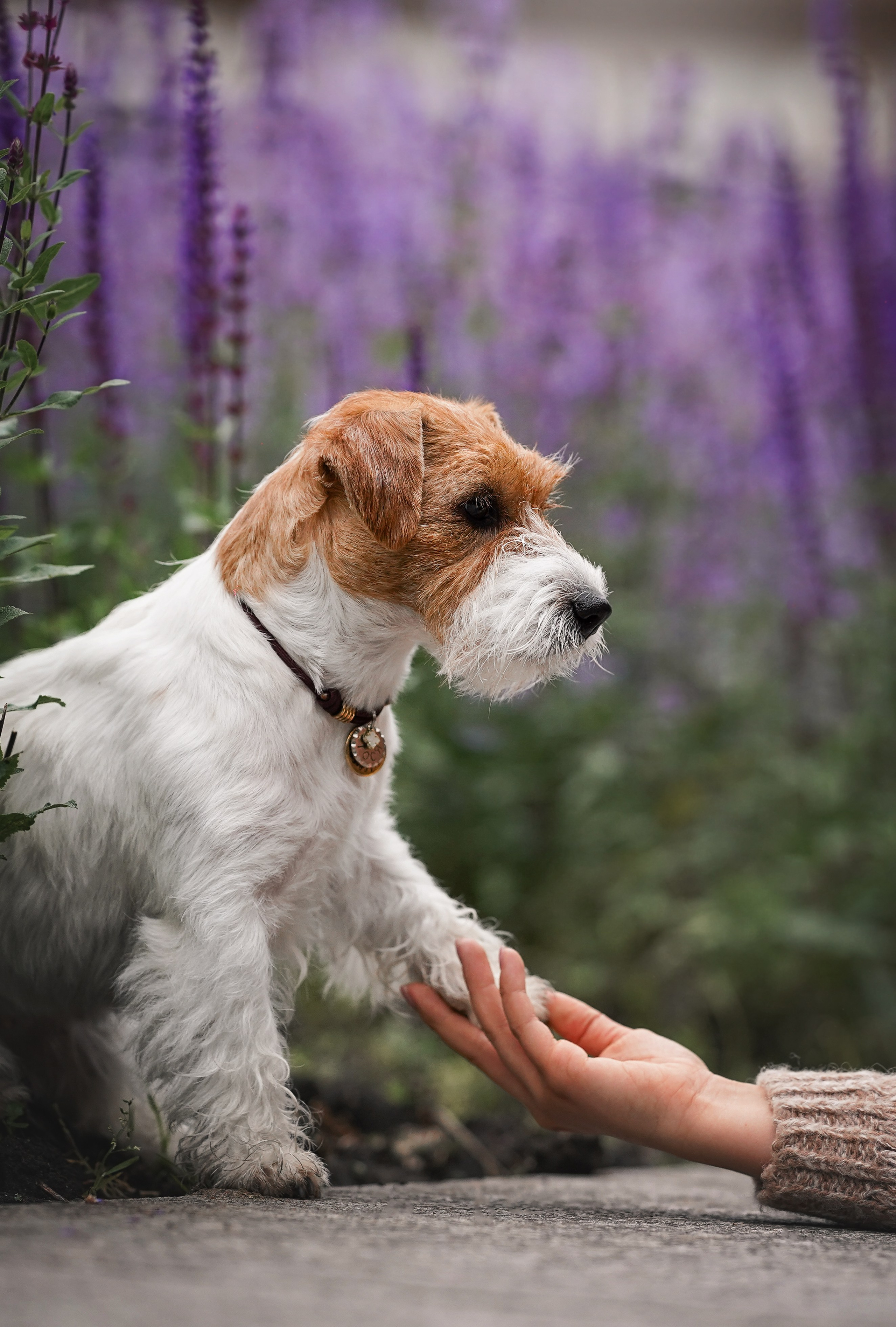 Люба и Тося. Фотограф-анималист в Санкт-Петербурге Яна Мартынова