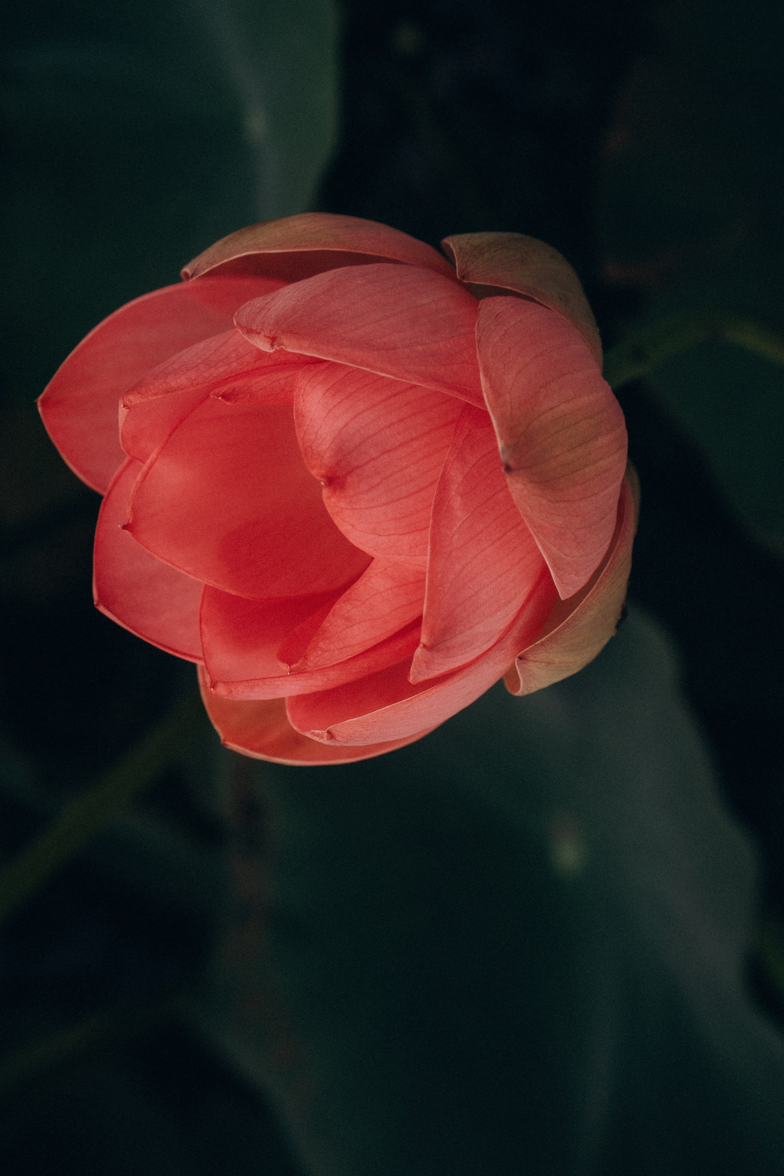 ЛОТОСОВАЯ ПОЛЯНА. Профессиональный фотограф, Санкт-Петербург — Виктория Богомолова