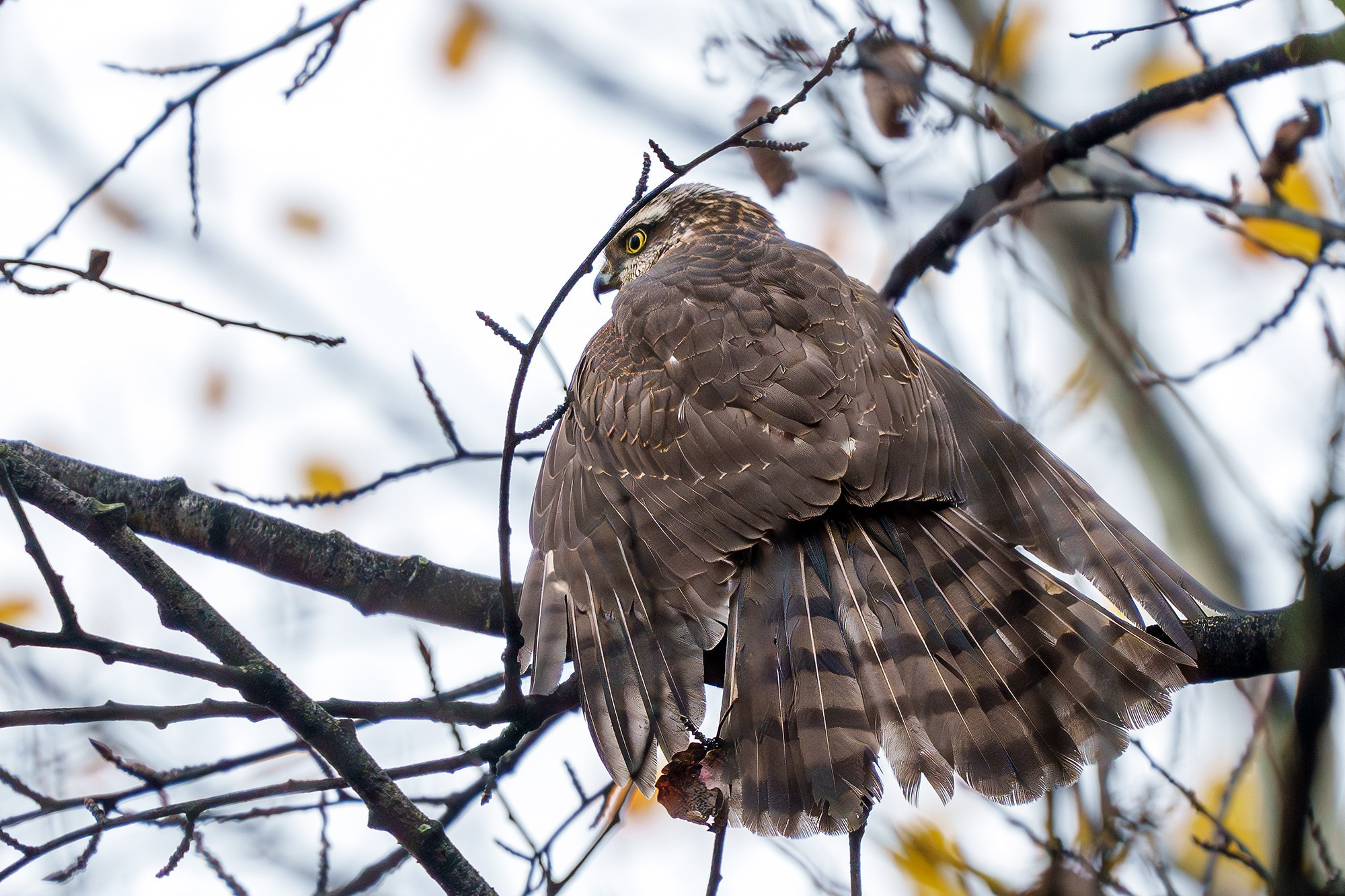 Удивительные мир птиц. Вокруг нас столько прекрасного — присмотритесь!. Ваш личный фотограф Марина Волкова