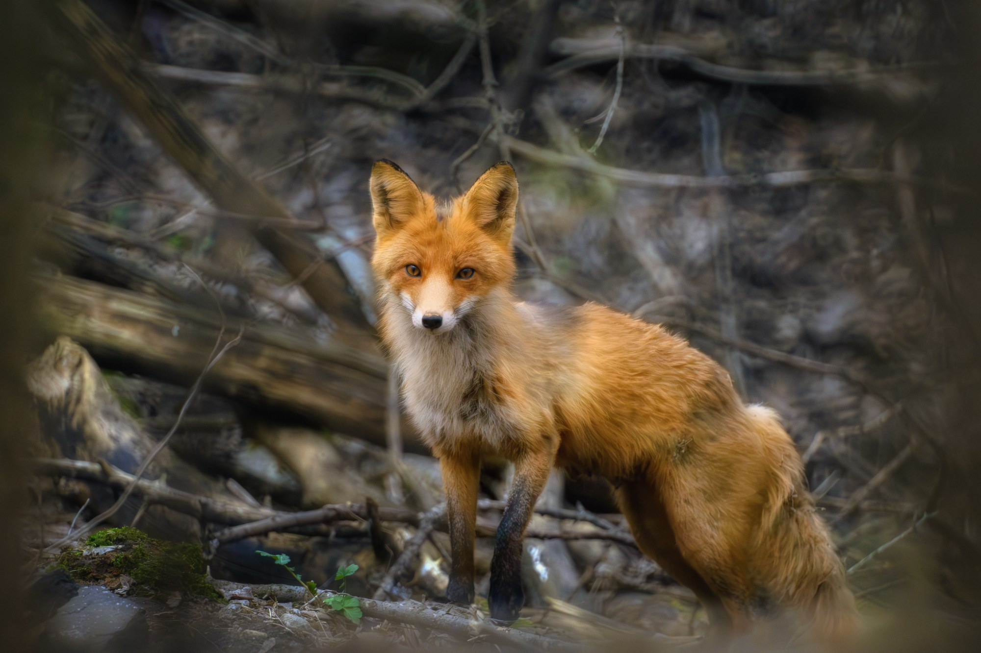 Животные. Ваш личный фотограф Марина Волкова