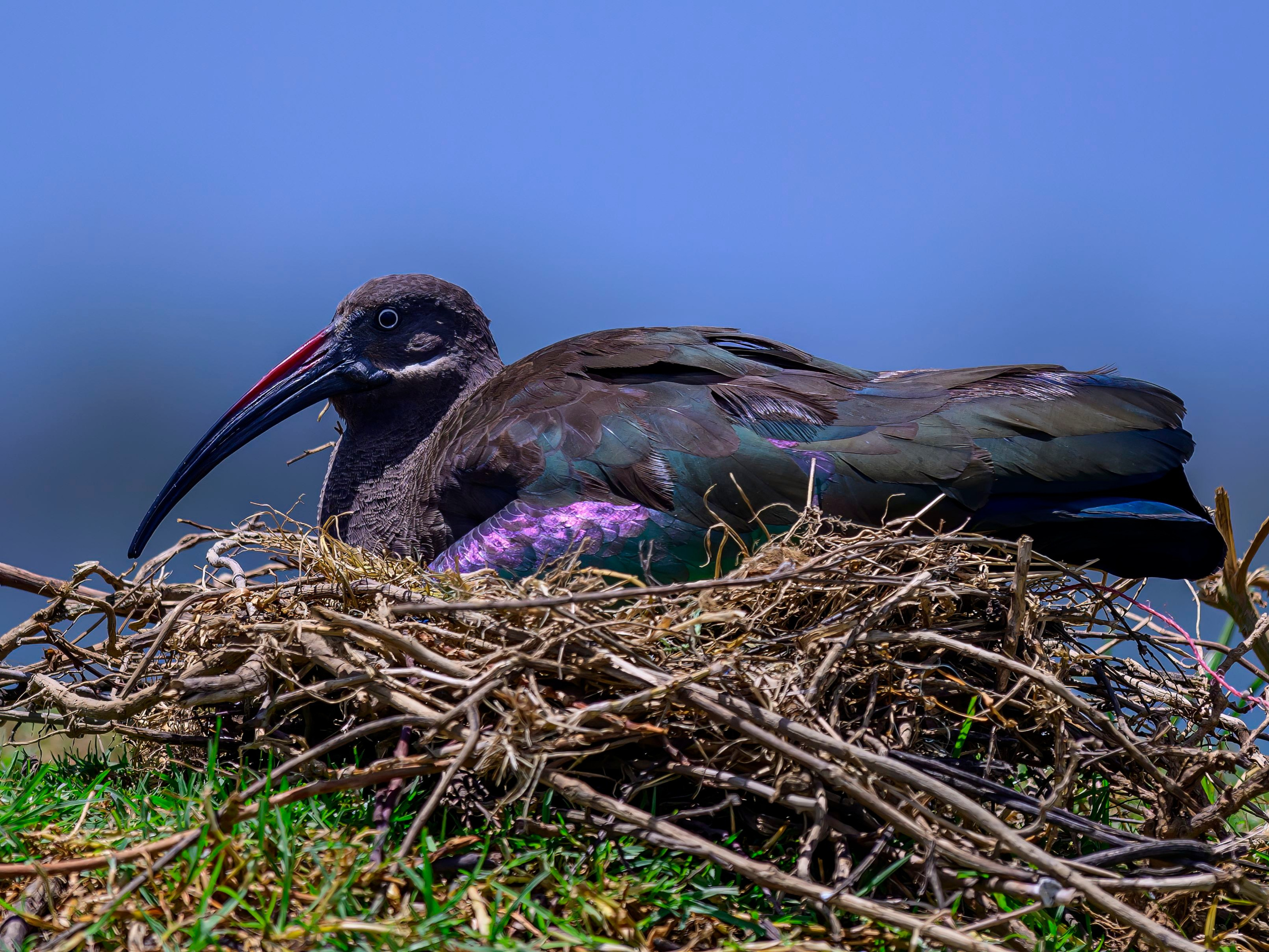 Кения. Wildlife photography by Sergey Puponin