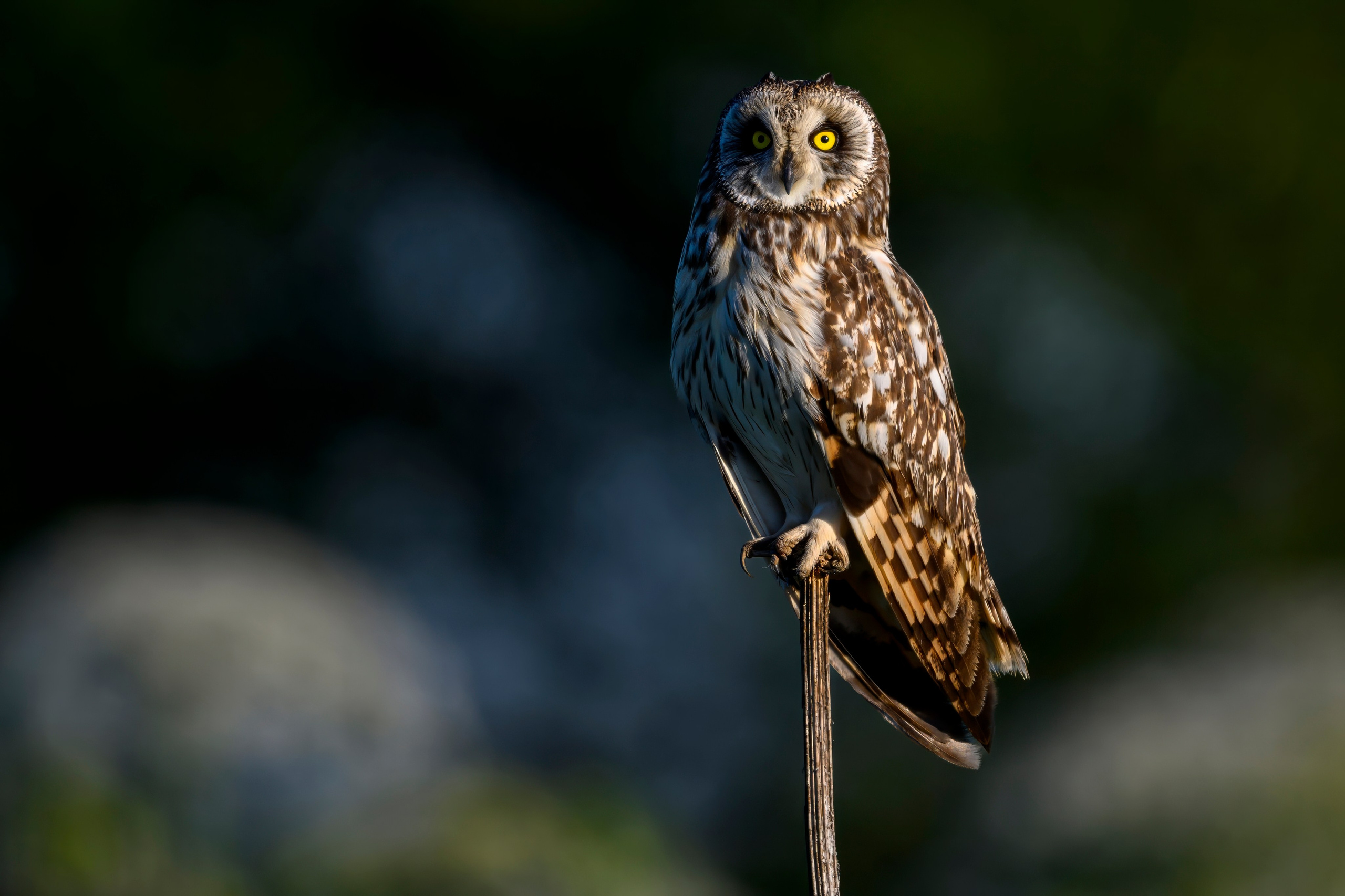 Совы и заяц. Фотограф Сергей Пупонин