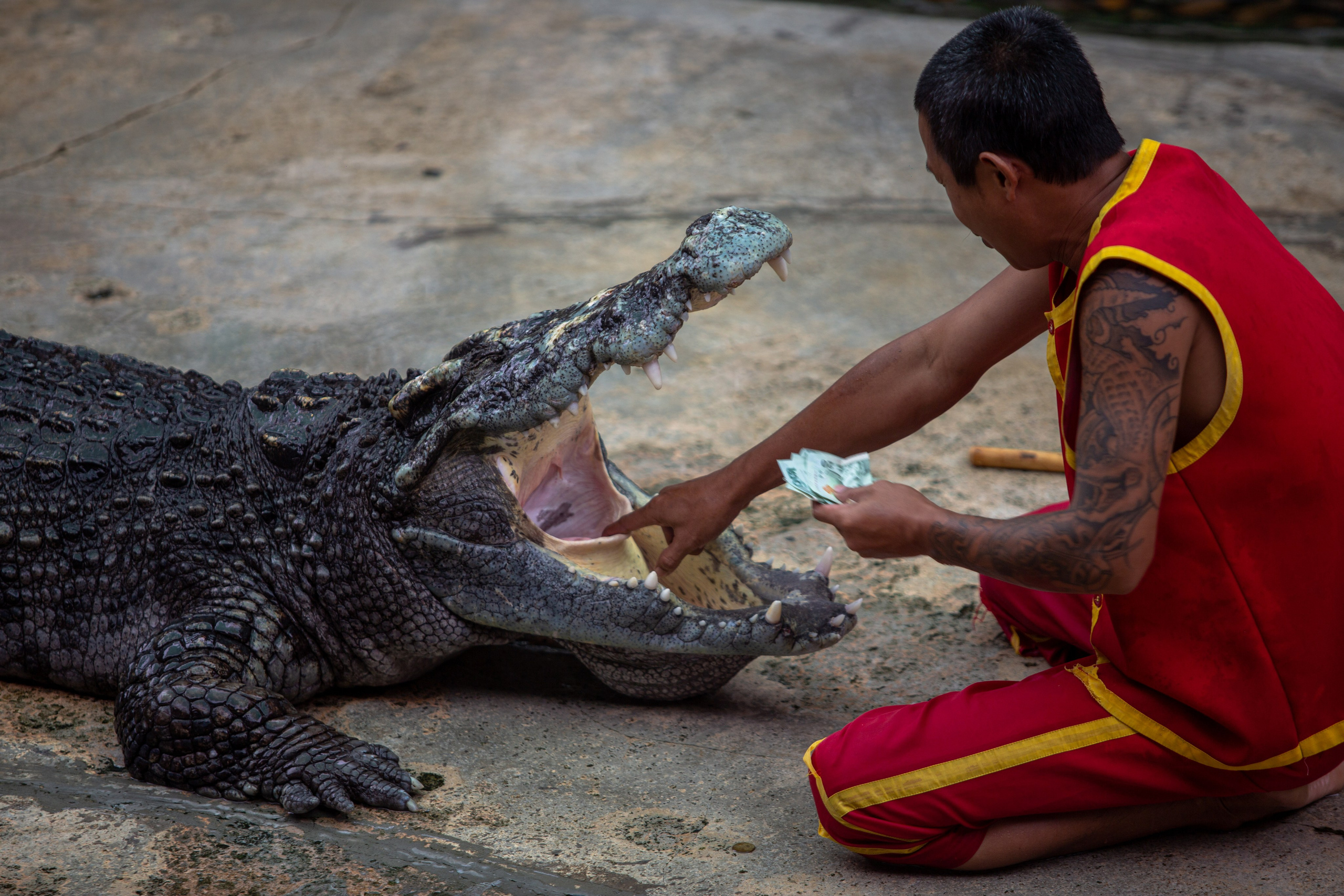 Samut Prakan Crocodile Farm & Zoo. Photographer Sonkina Tatiana (Tanya Ash)