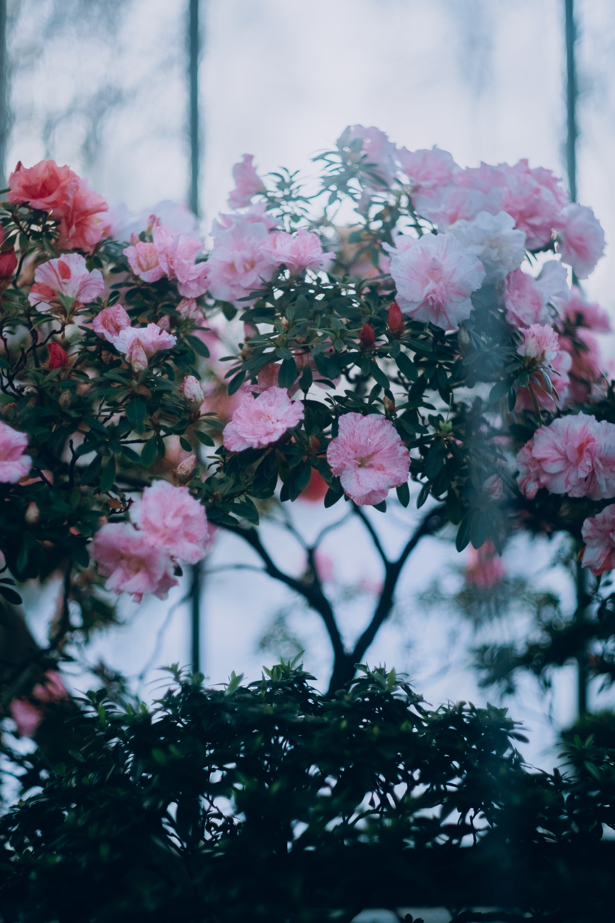 Botanical. Портретный и свадебный фотограф в Москве и Санкт-Петербурге. Учитель фотографии онлайн и оффлайн