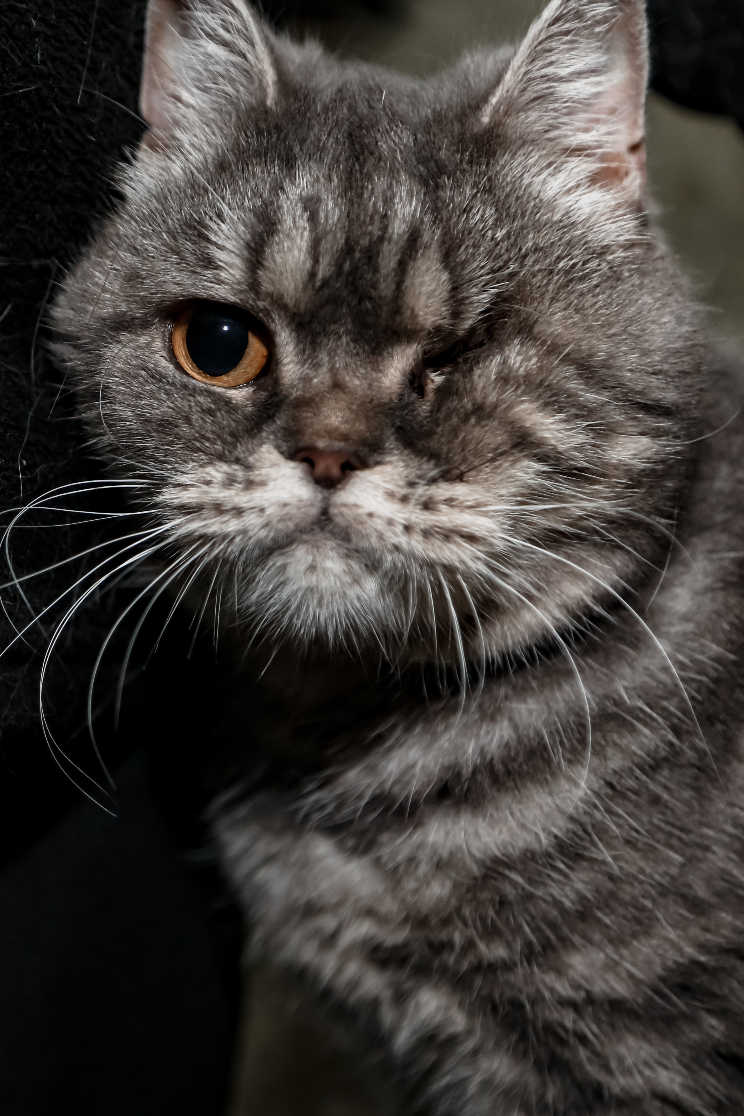 Приют Кошкин Дом Филимоша. Ваш фотограф в Оренбурге Рощупкина Екатерина