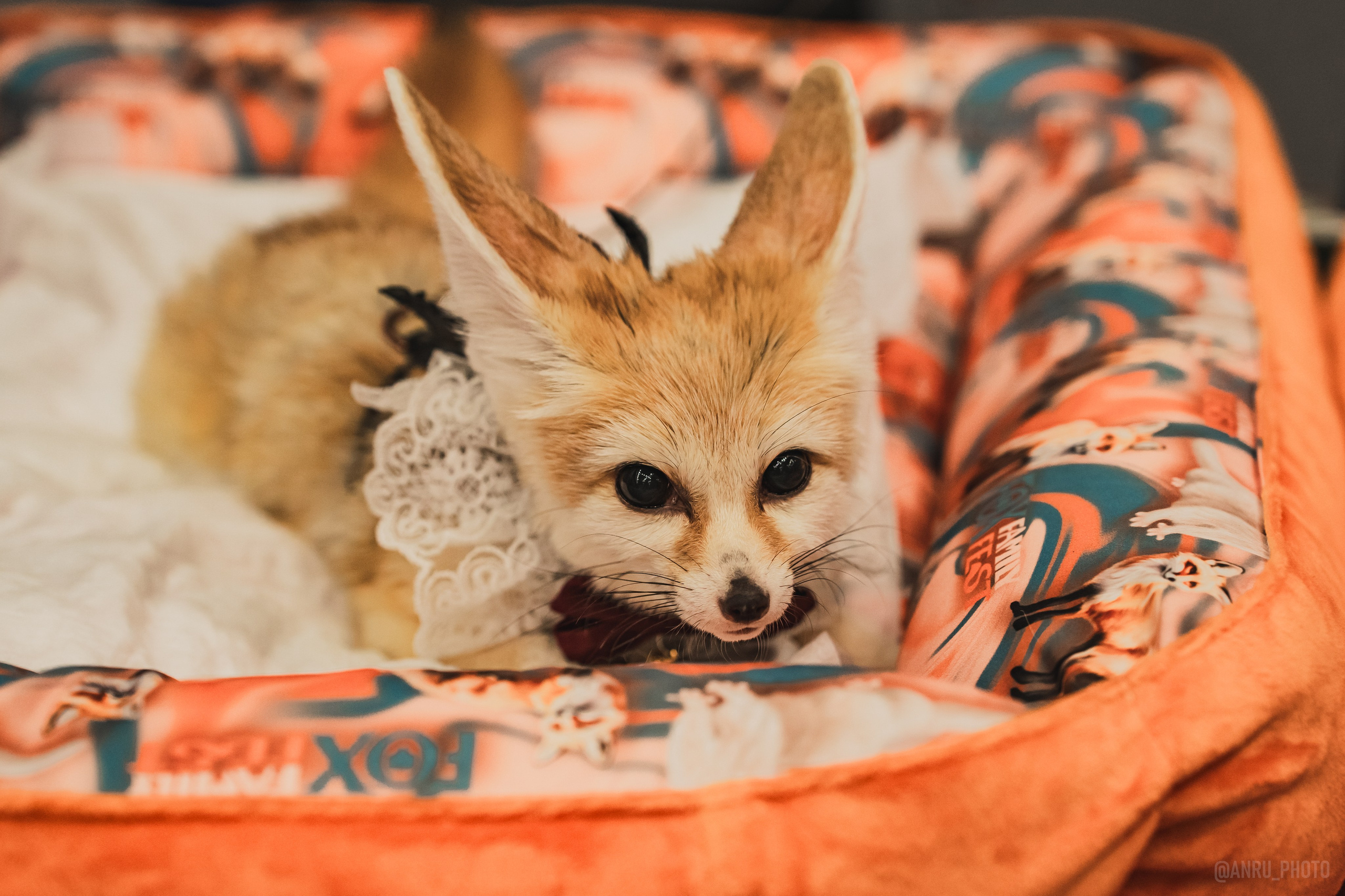 Fox Family fest. Репортажный фотограф Анастасия Рубцова