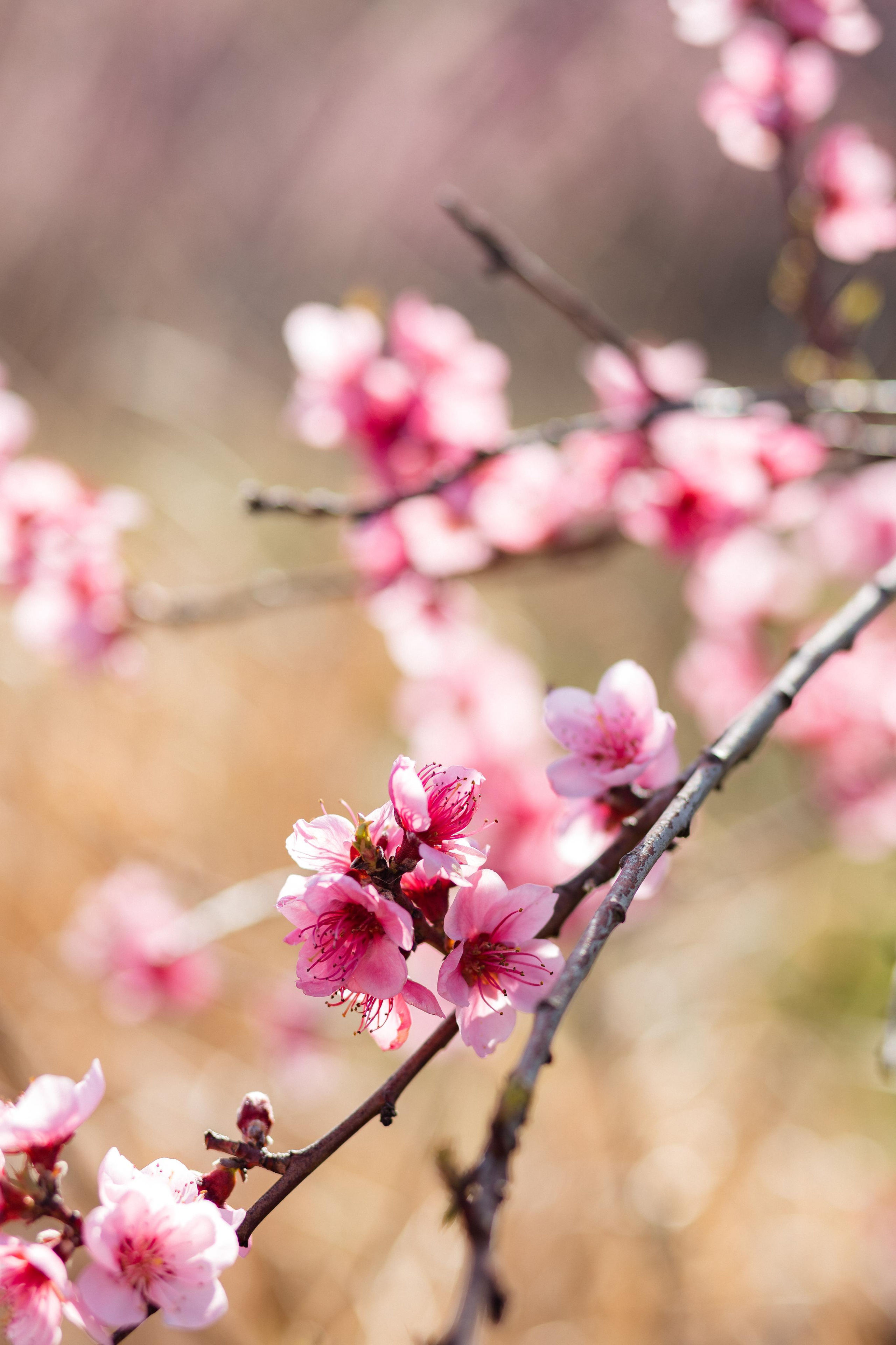 Мария и цветение персика