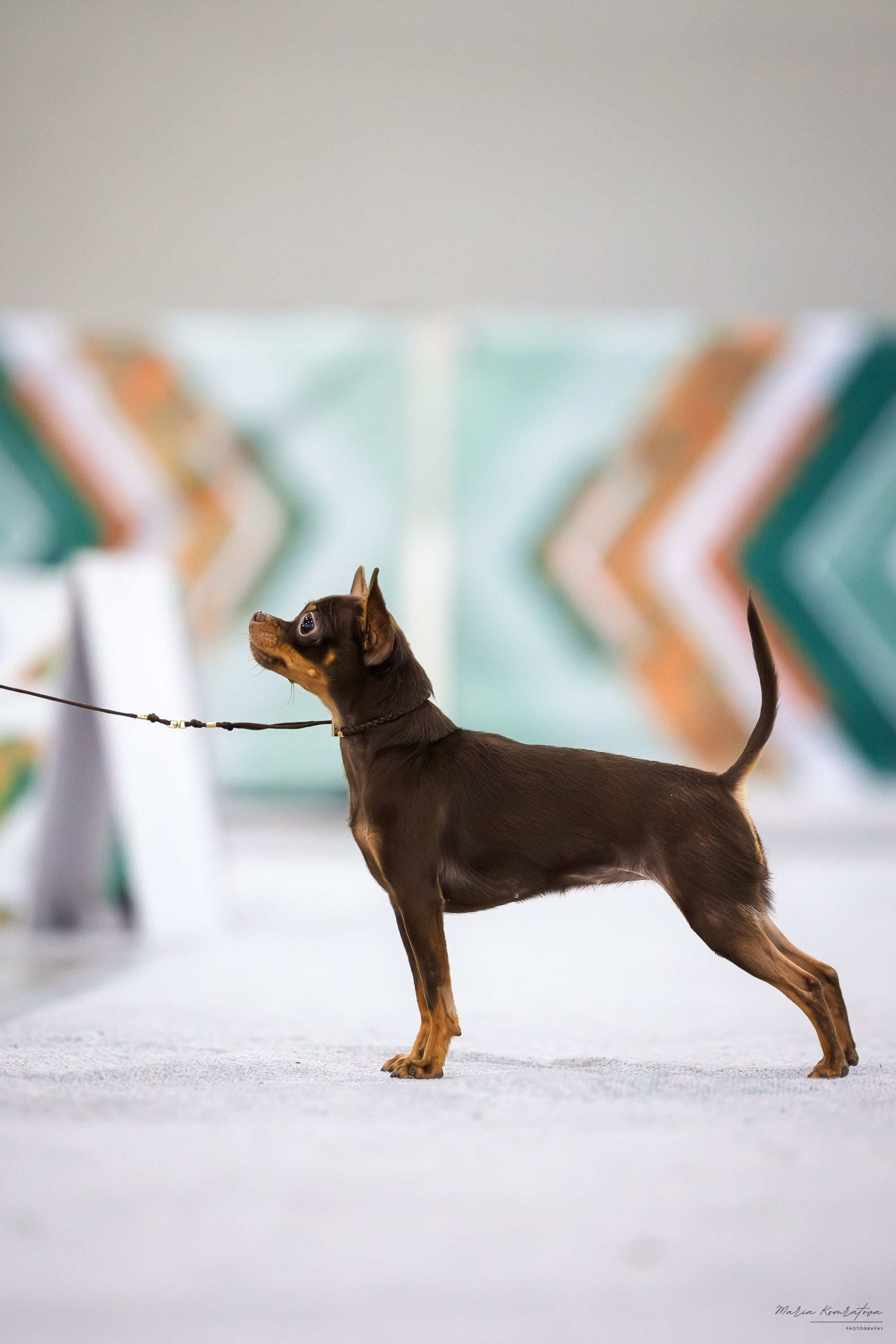 Евразия 2025 съемка в ринге на выставке собак, фотограф собак на выставке. Фотограф анималист, семейный фотограф, фотограф собак Комратова Мария. г. Москва