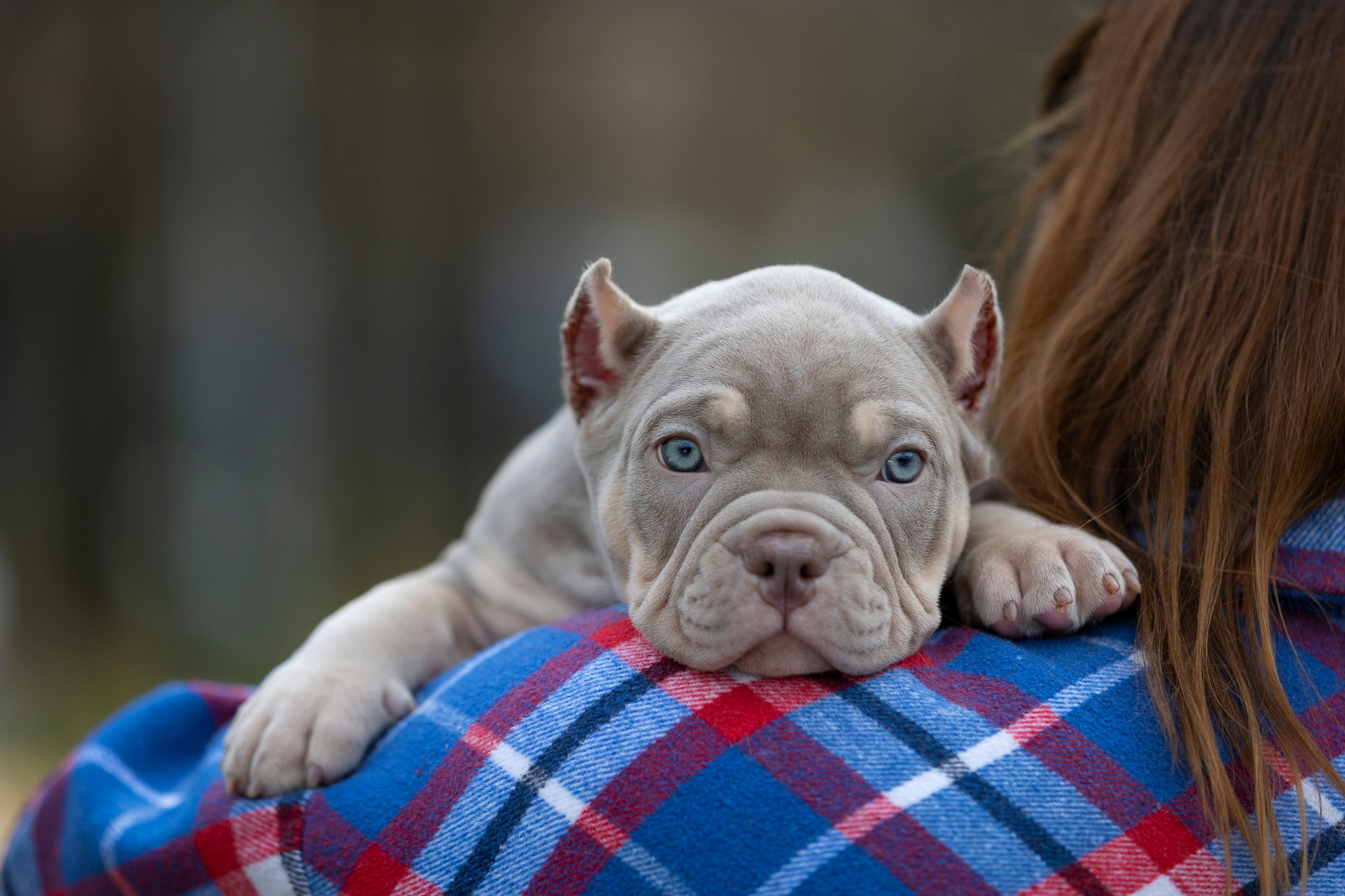 Американский Булли. Фотограф анималист, семейный фотограф, фотограф собак Комратова Мария. г. Москва