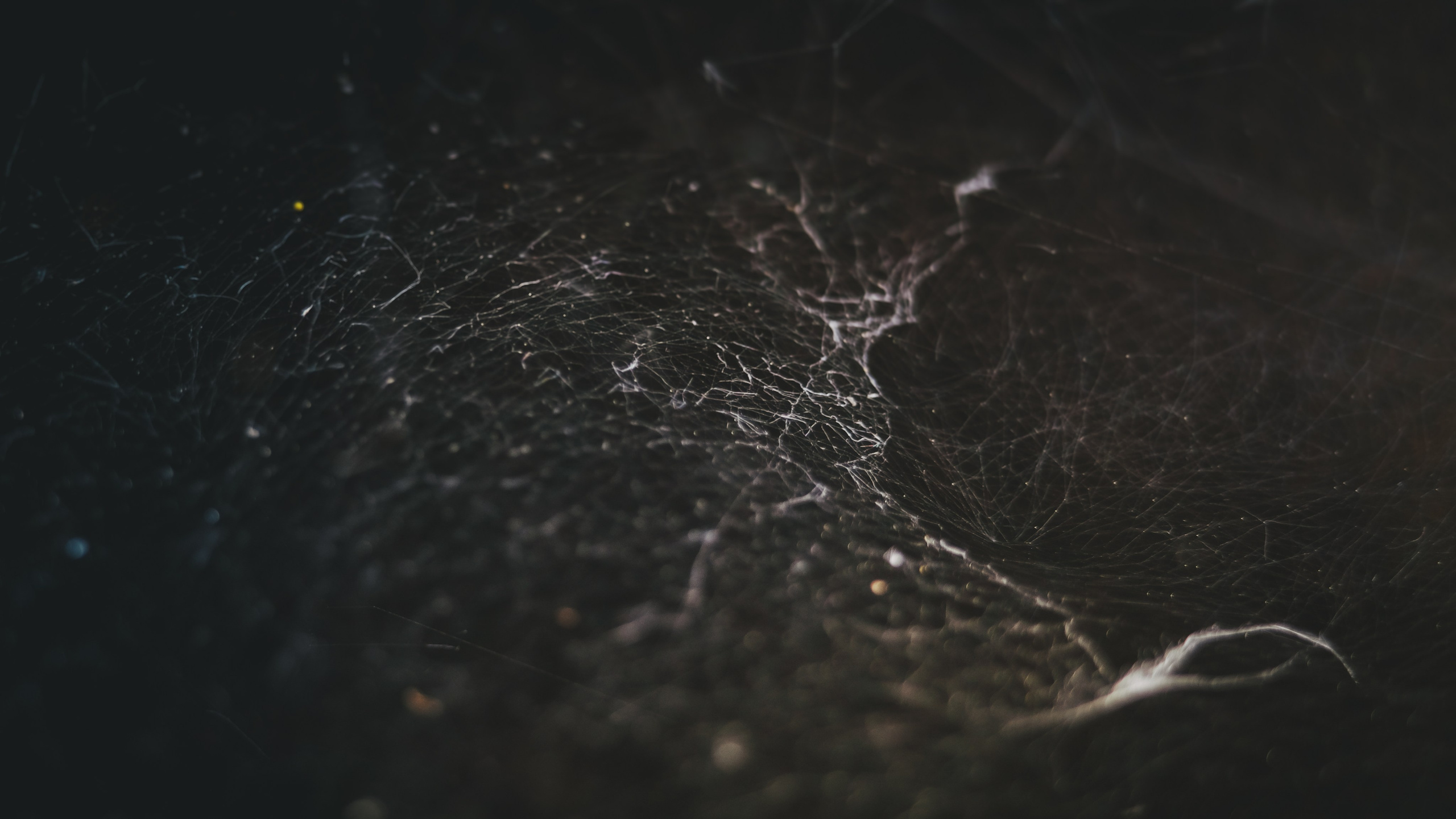 Чем дальше в лес. KRUTOVA_фотографирую жизнь