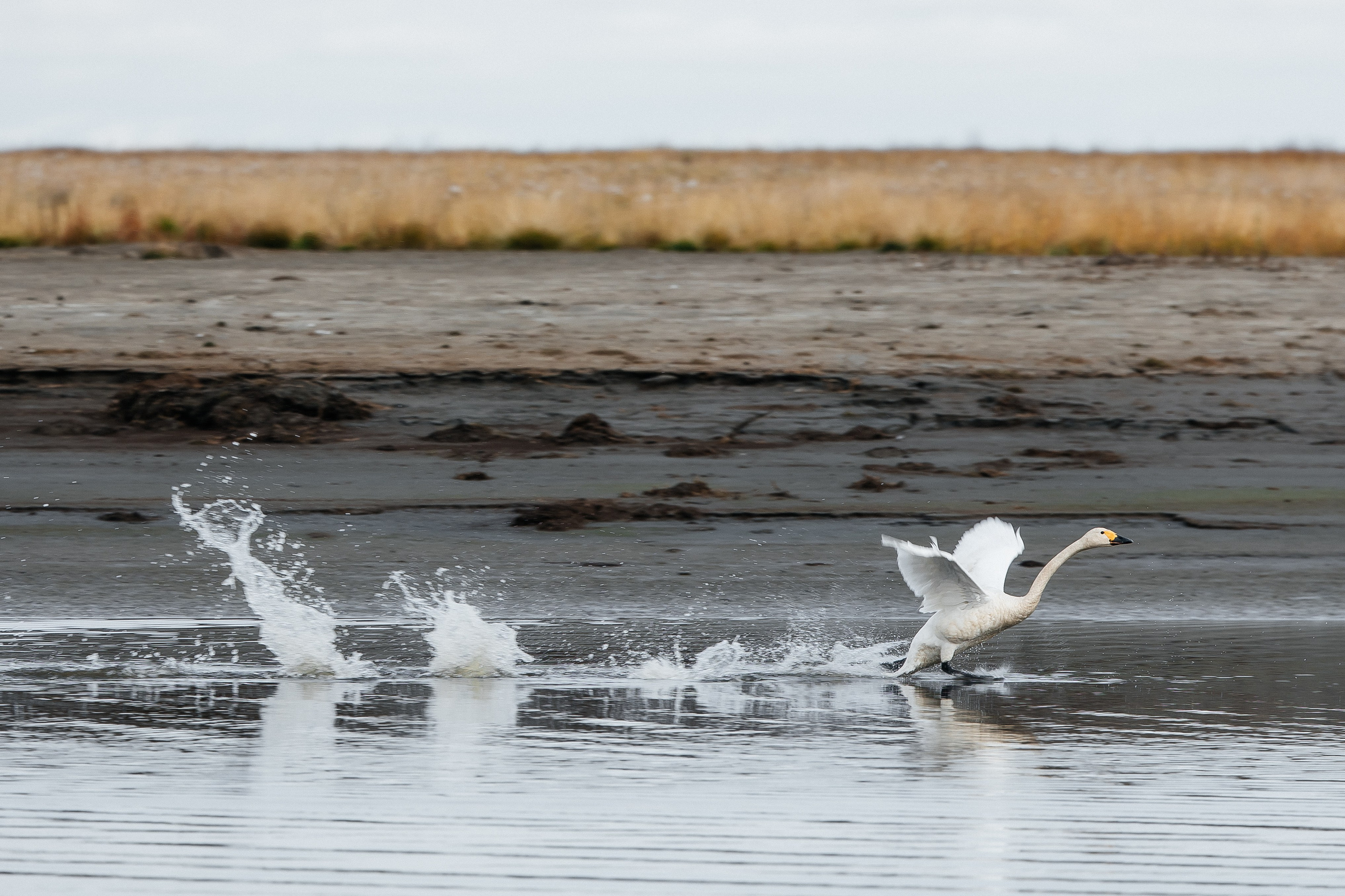 ПЕЙЗАЖ И ЛЮДИ. Саргылана Афанасьева