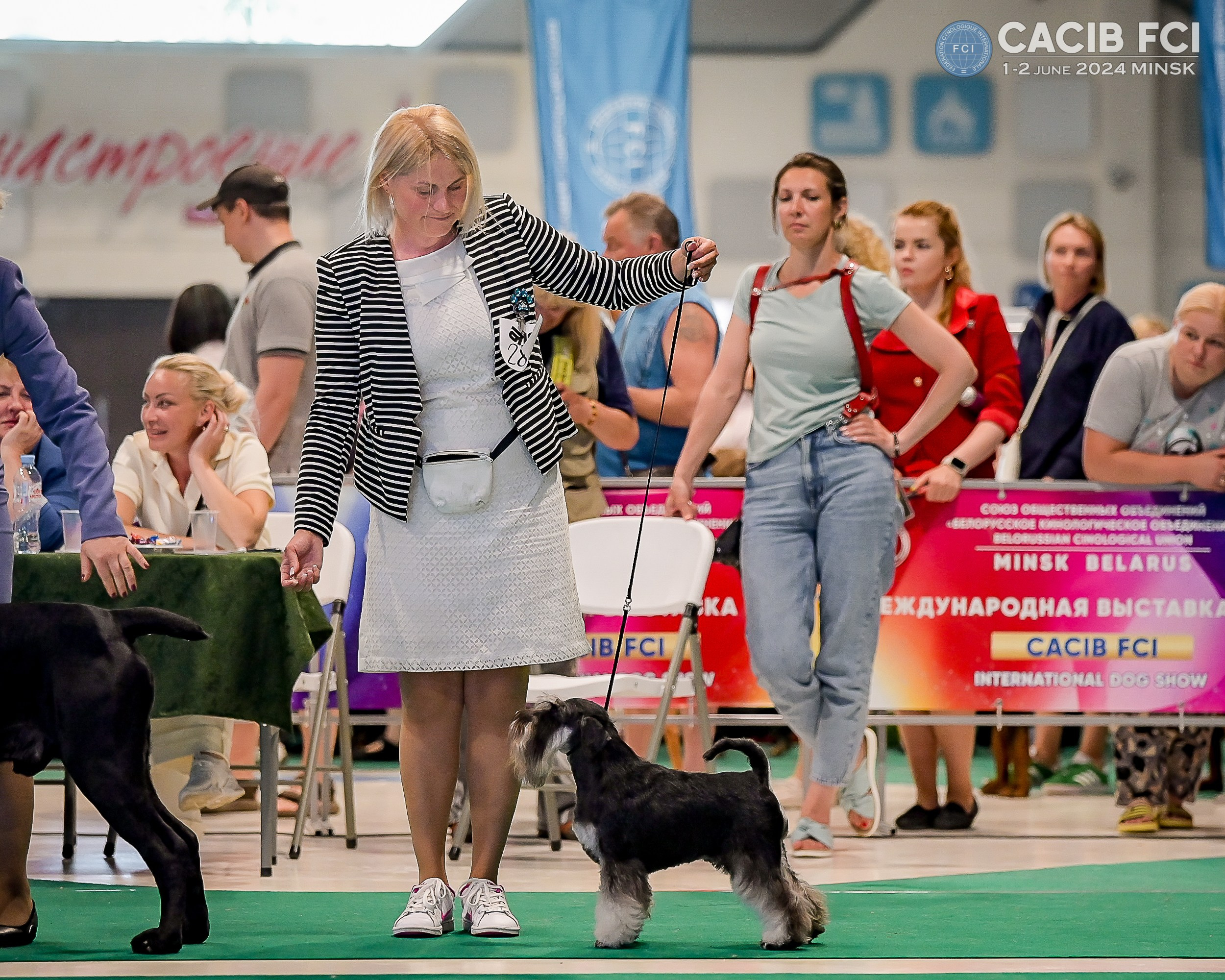 Питомник Делинсо Бэлэнс, щенки цвергшнауцера, купить щенка цвергшнауцера, питомник цвергшнауцеров, кобель цвергшнауцера для вязки, щенок цвергшнауцера, питомник цвергшнауцеров, черный с серебром, цверг, лучший питомник в беларуси