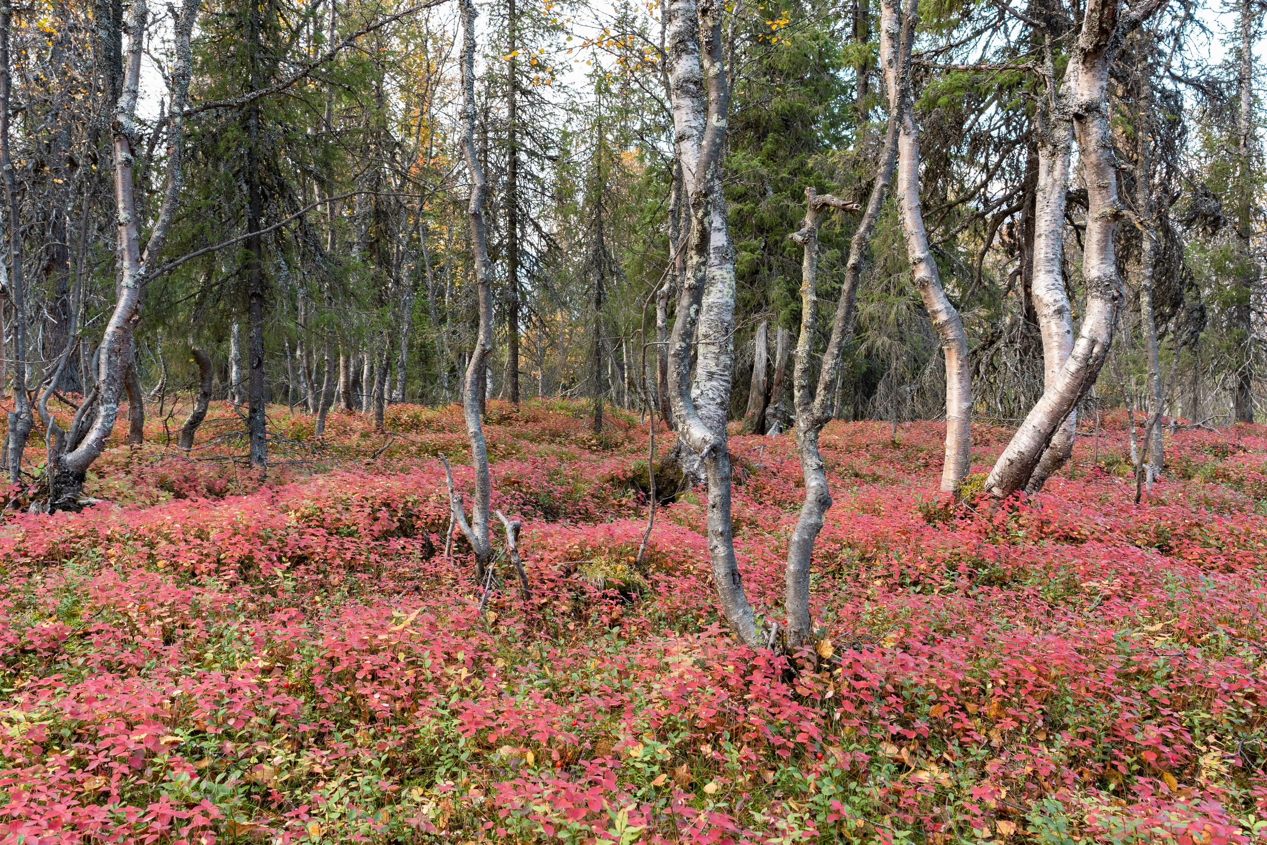 Пейзаж от Ольги Пановой. Интерьерный и архитектурный фотограф в Москве Панова Ольга