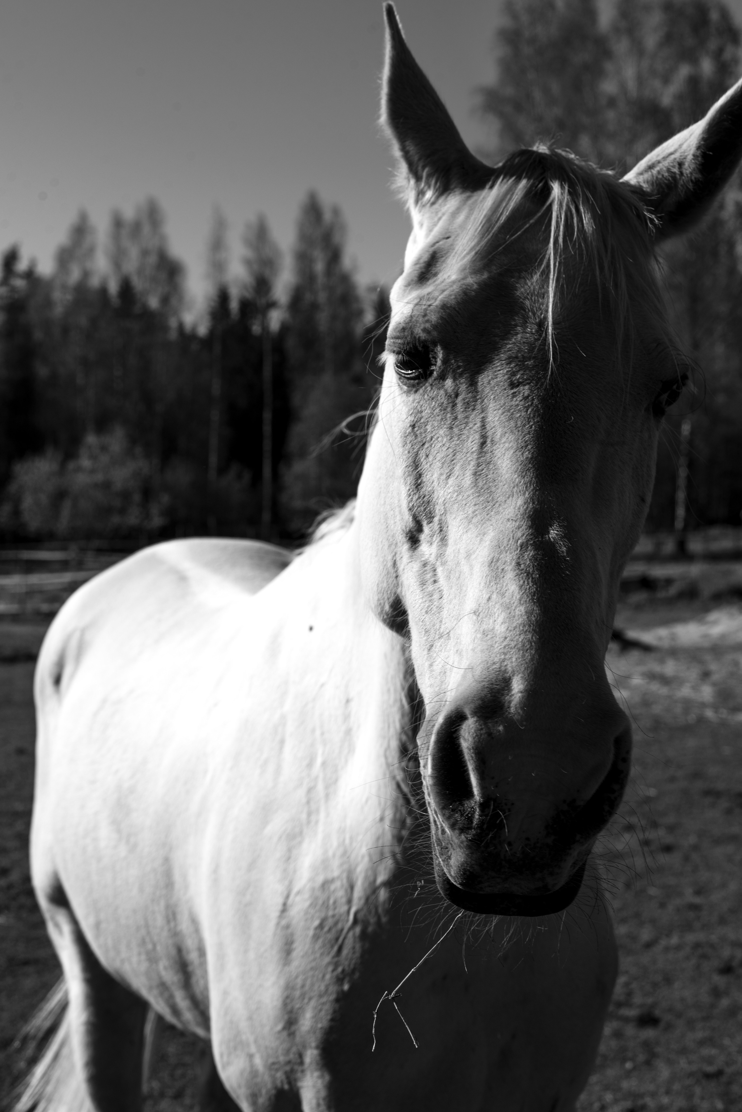 Анжелика Кондратьева